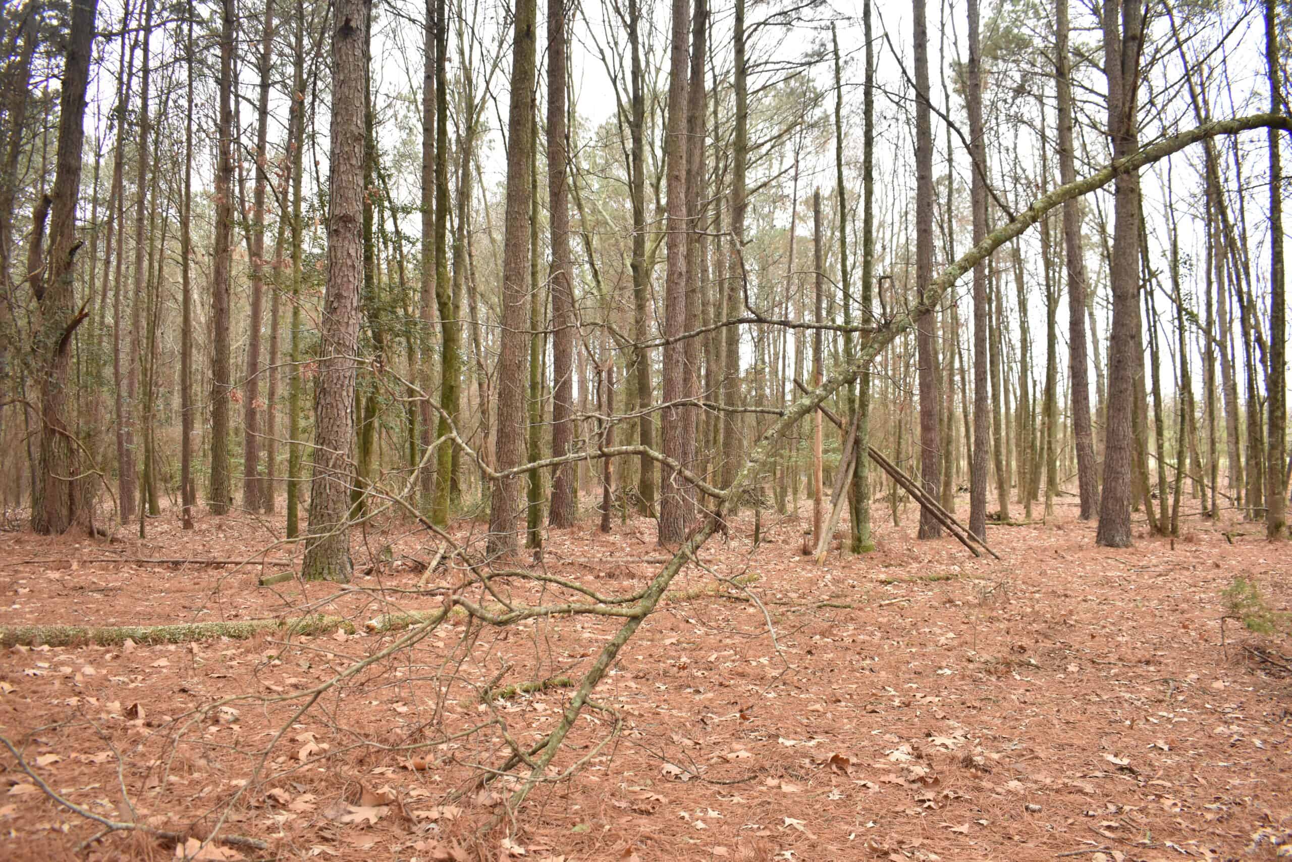 Scenic Wooded Acreage Near Lake Greeson & Murfreesboro
