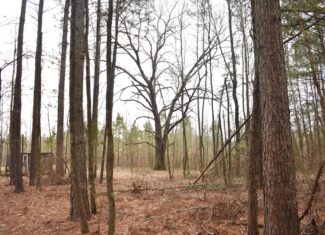 Scenic Wooded Acreage Near Lake Greeson & Murfreesboro