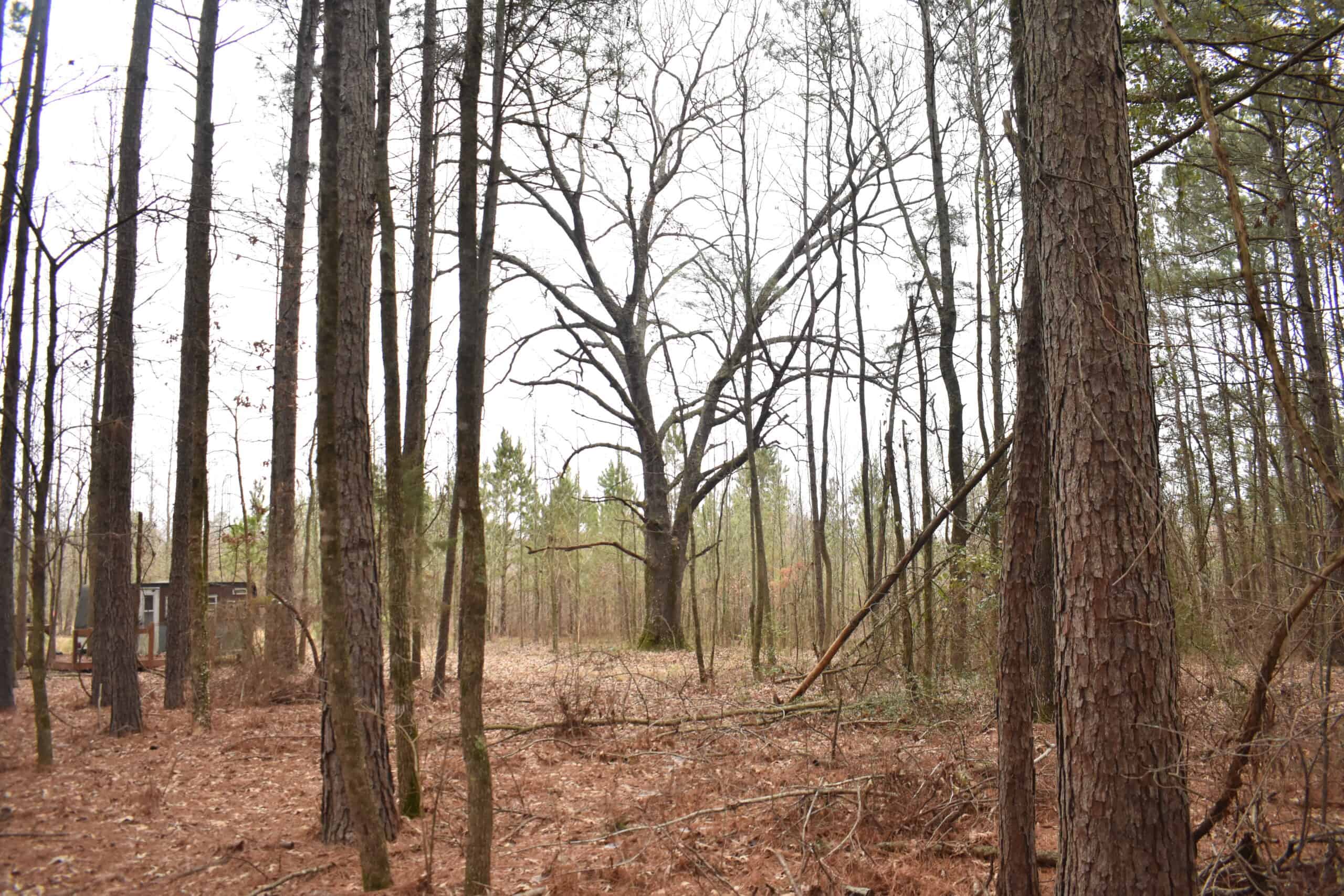 Scenic Wooded Acreage Near Lake Greeson & Murfreesboro