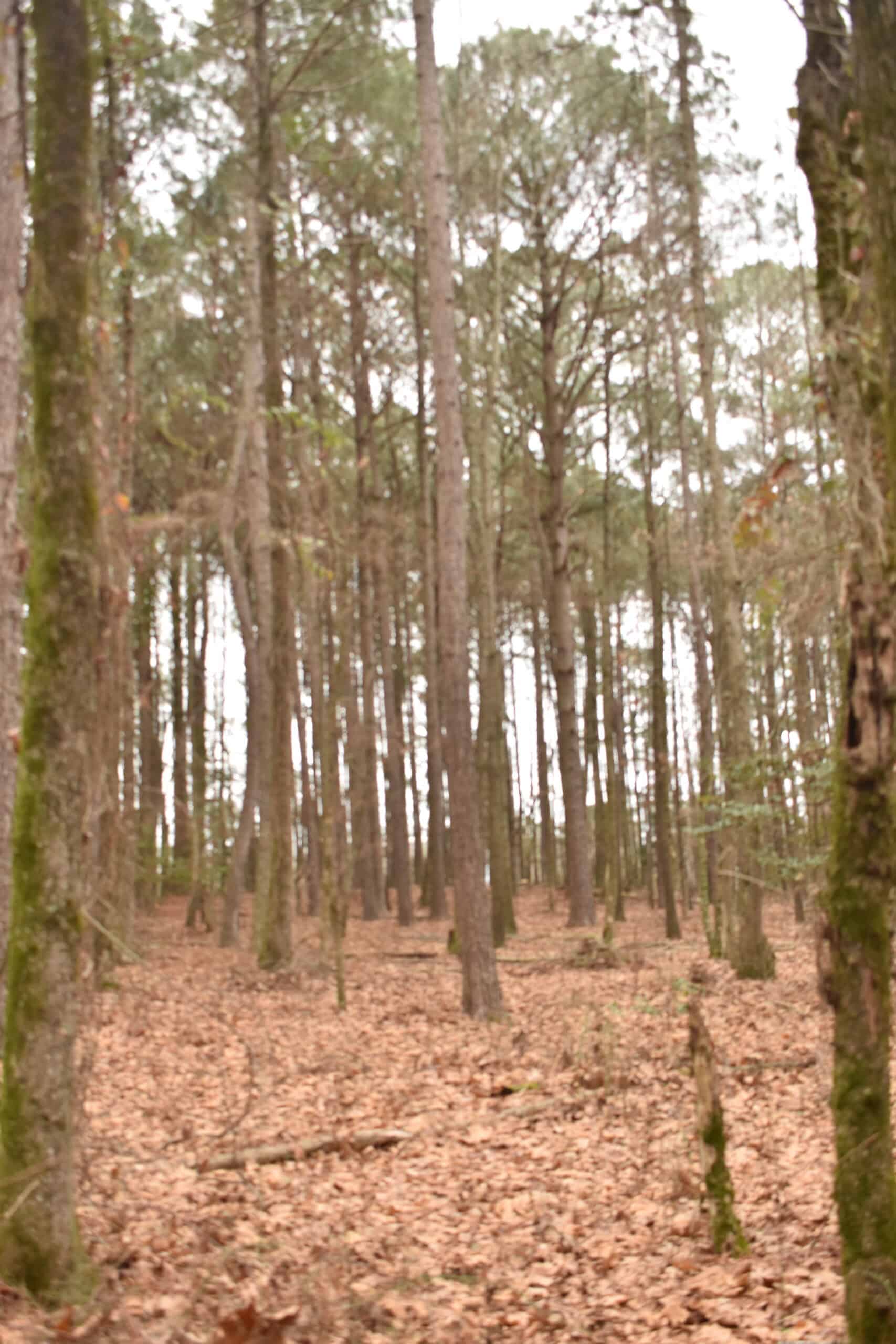 Scenic Wooded Acreage Near Lake Greeson & Murfreesboro