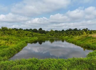 82- Acre Cattle Farm For Sale in Hornbeak, TN