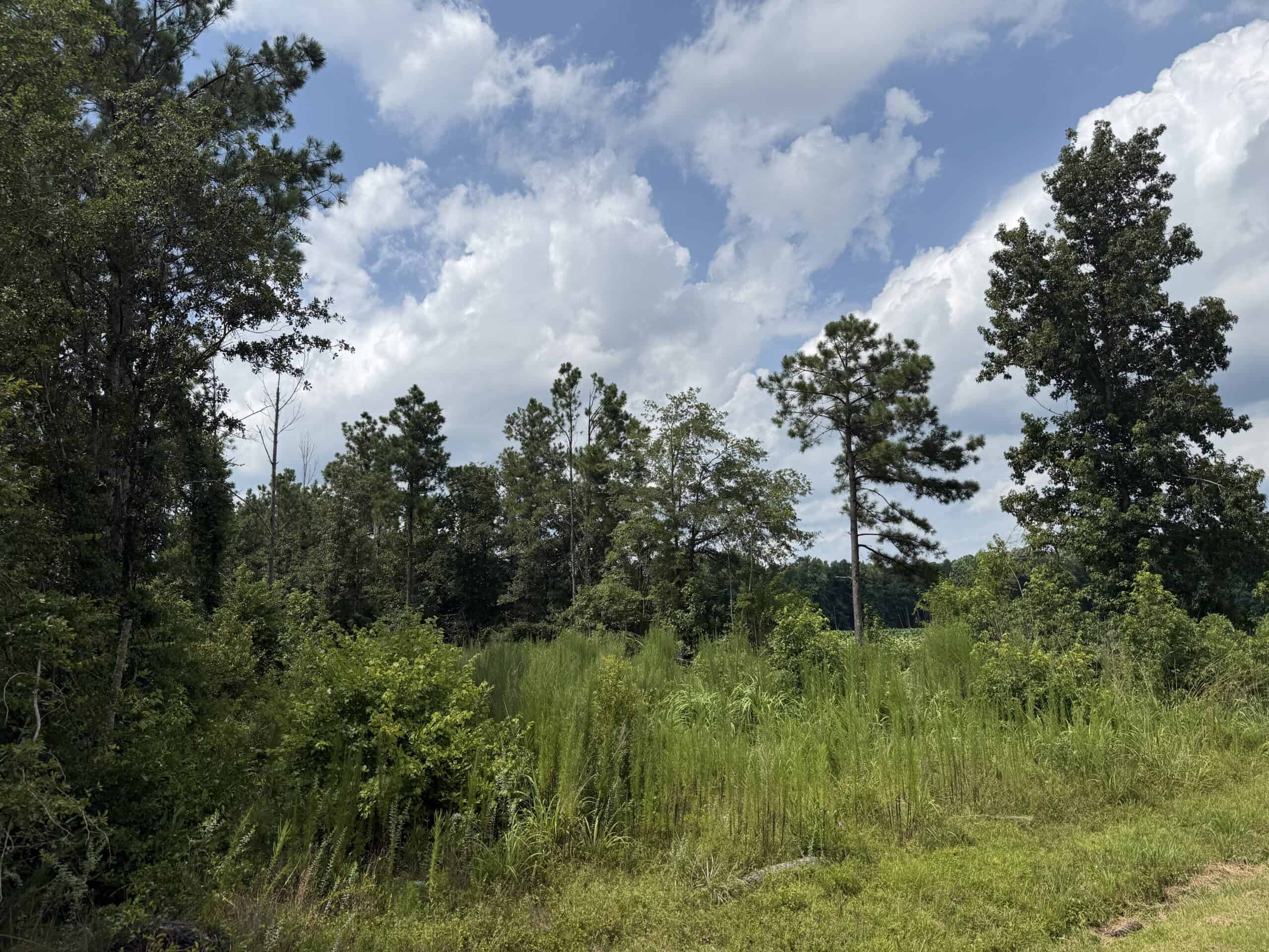 42-Acre Timber & Hunting Land for Sale in Edward, NC