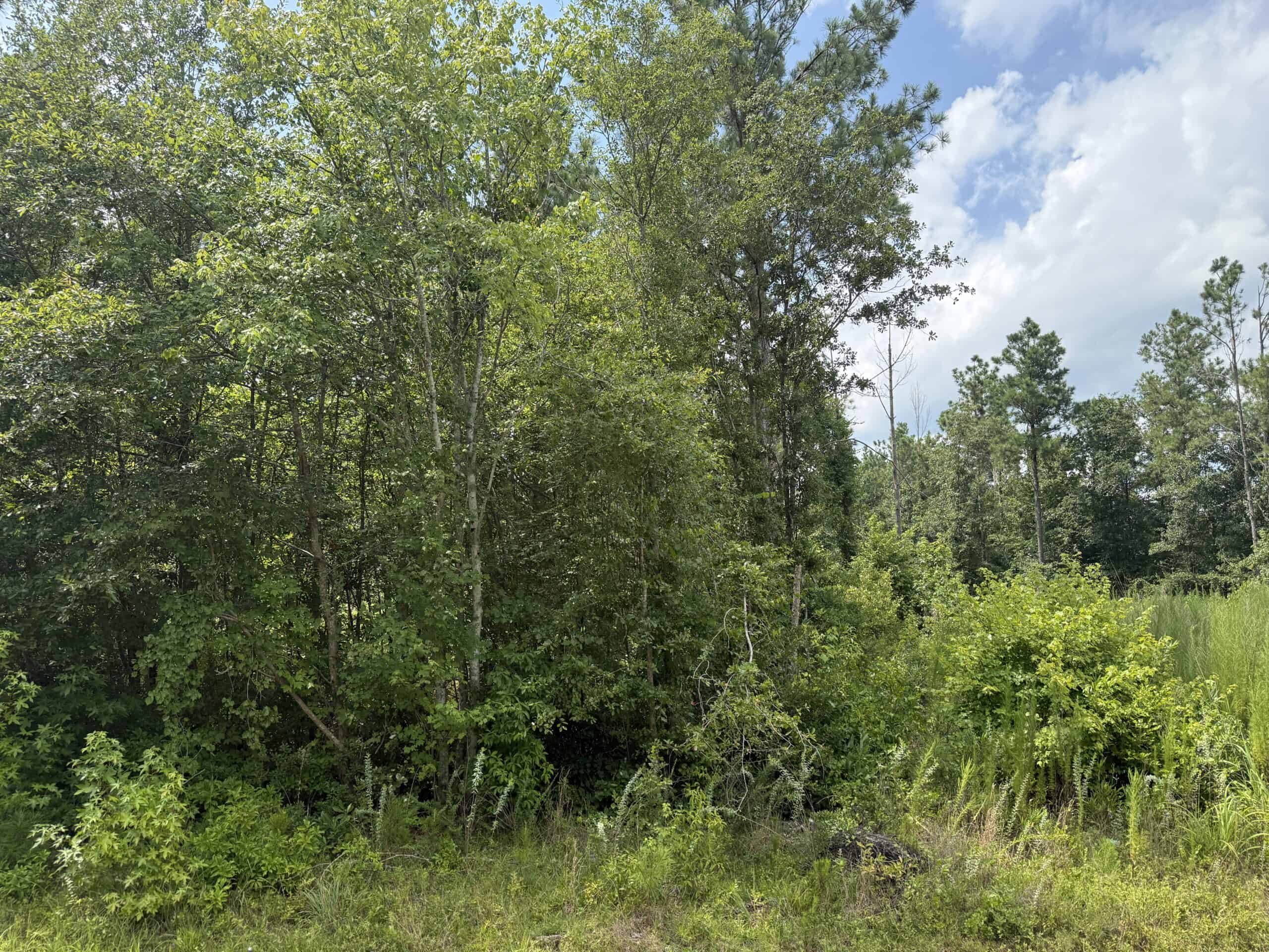 42-Acre Timber & Hunting Land for Sale in Edward, NC