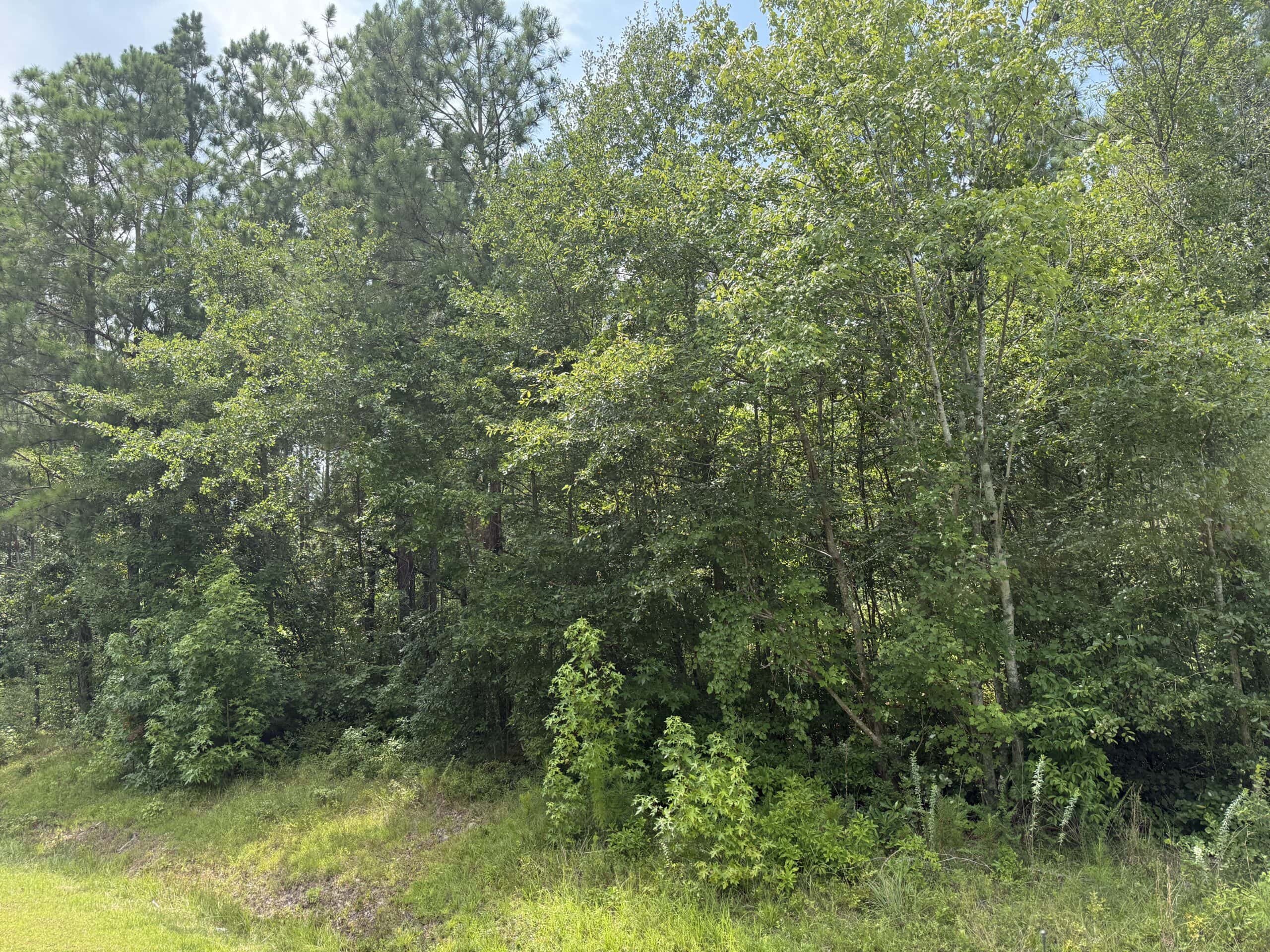 42-Acre Timber & Hunting Land for Sale in Edward, NC