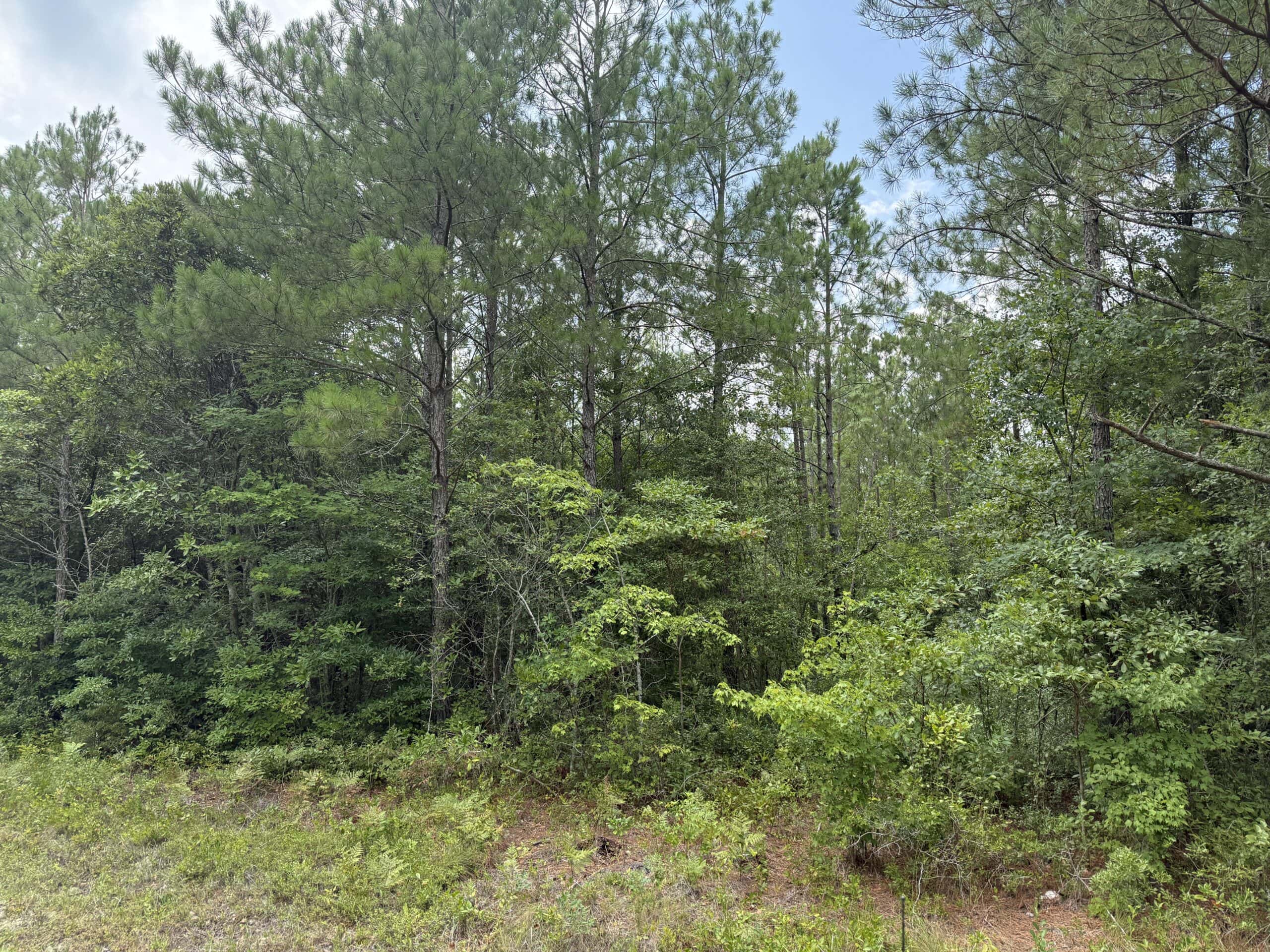 42-Acre Timber & Hunting Land for Sale in Edward, NC
