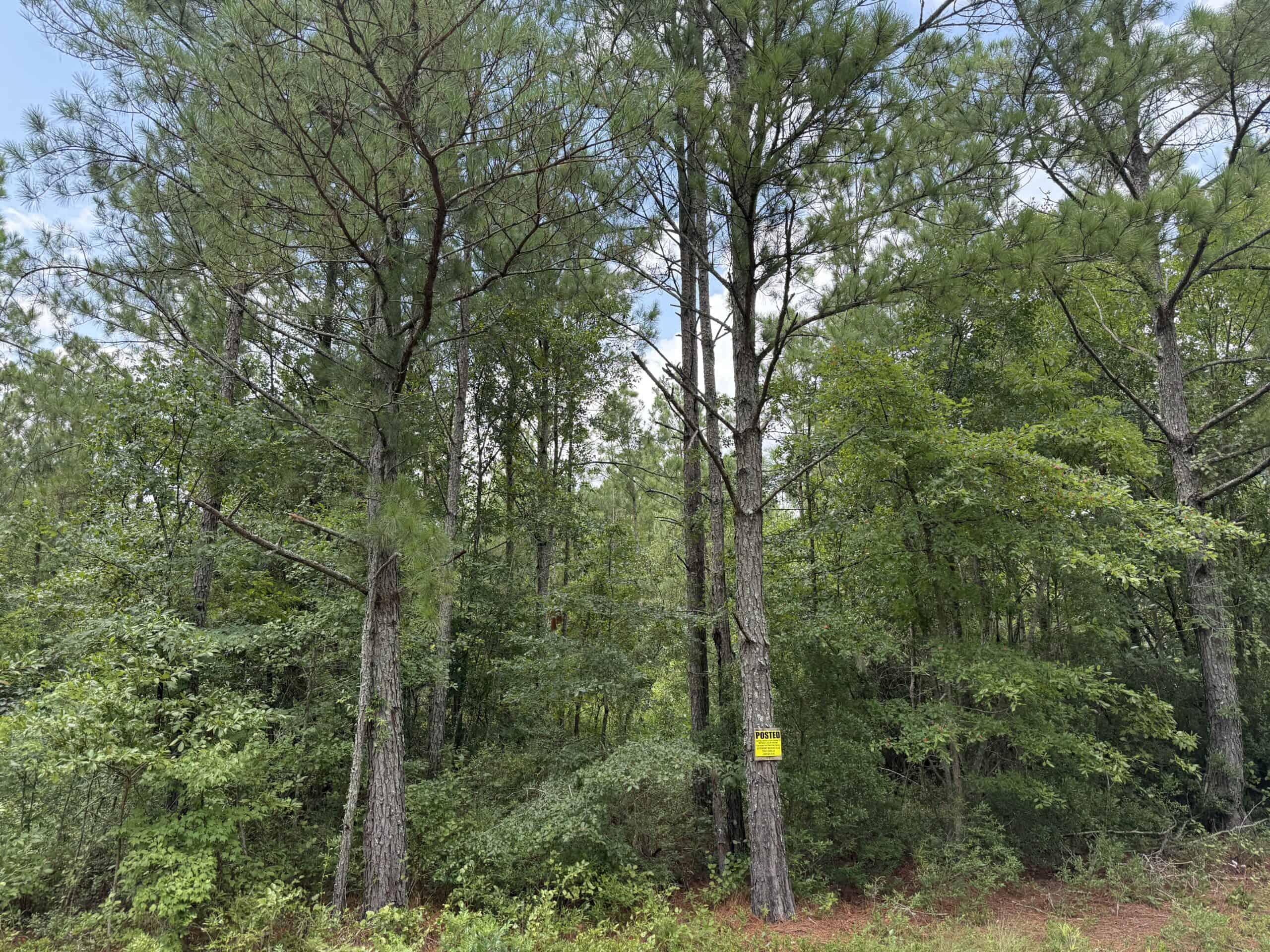 42-Acre Timber & Hunting Land for Sale in Edward, NC