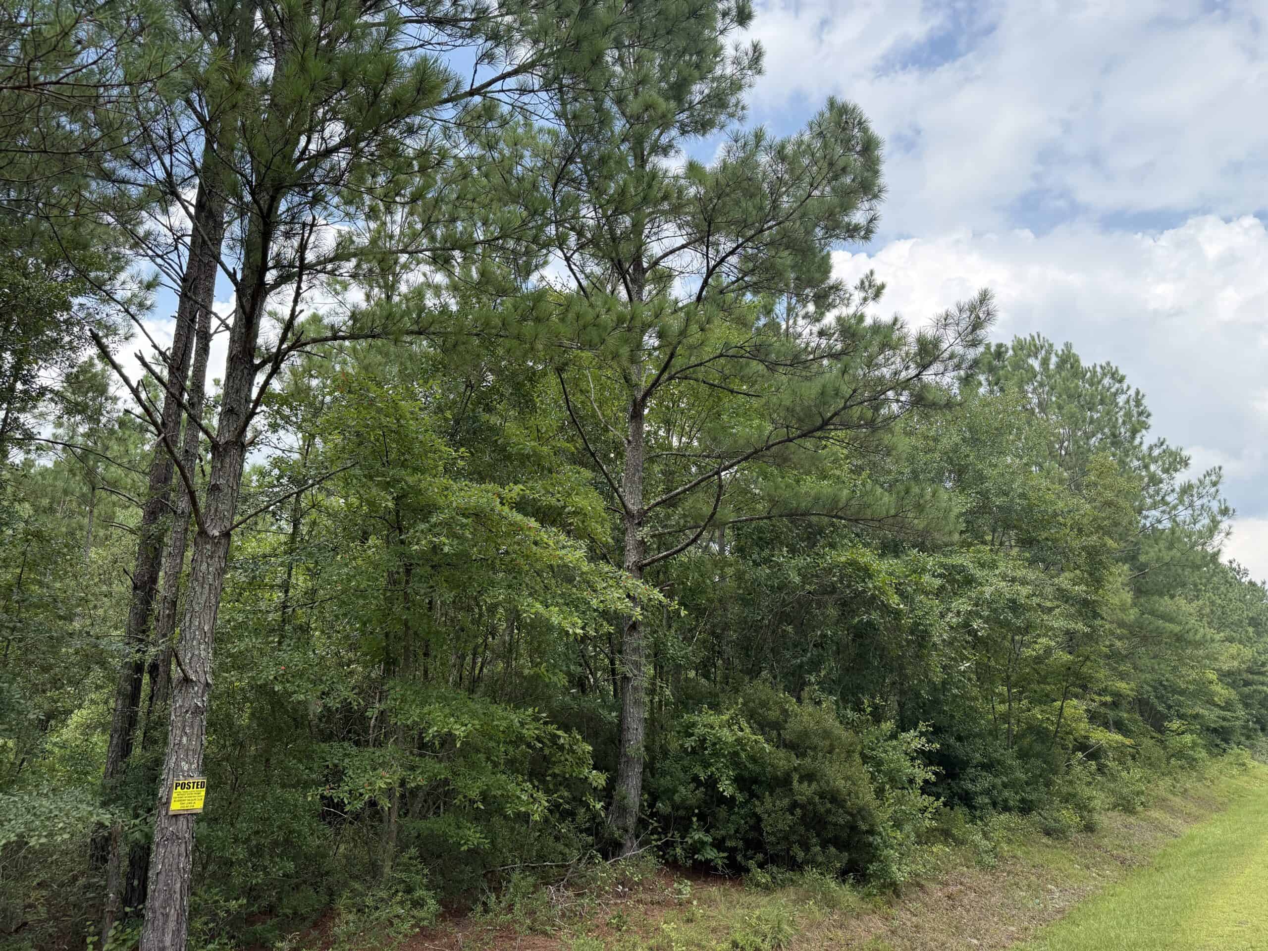 42-Acre Timber & Hunting Land for Sale in Edward, NC