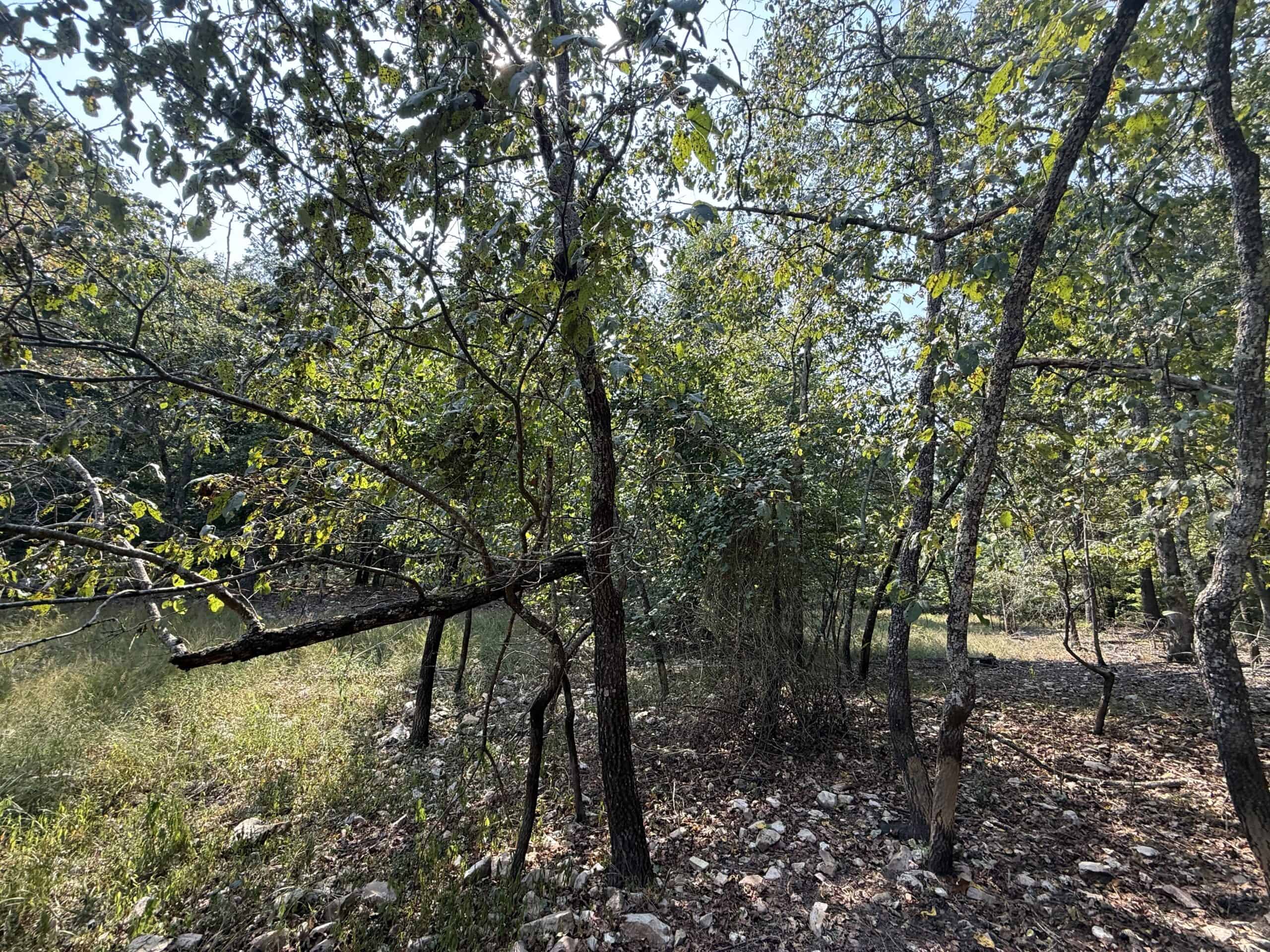 202 Acres of Prime Ozark Hunting Property