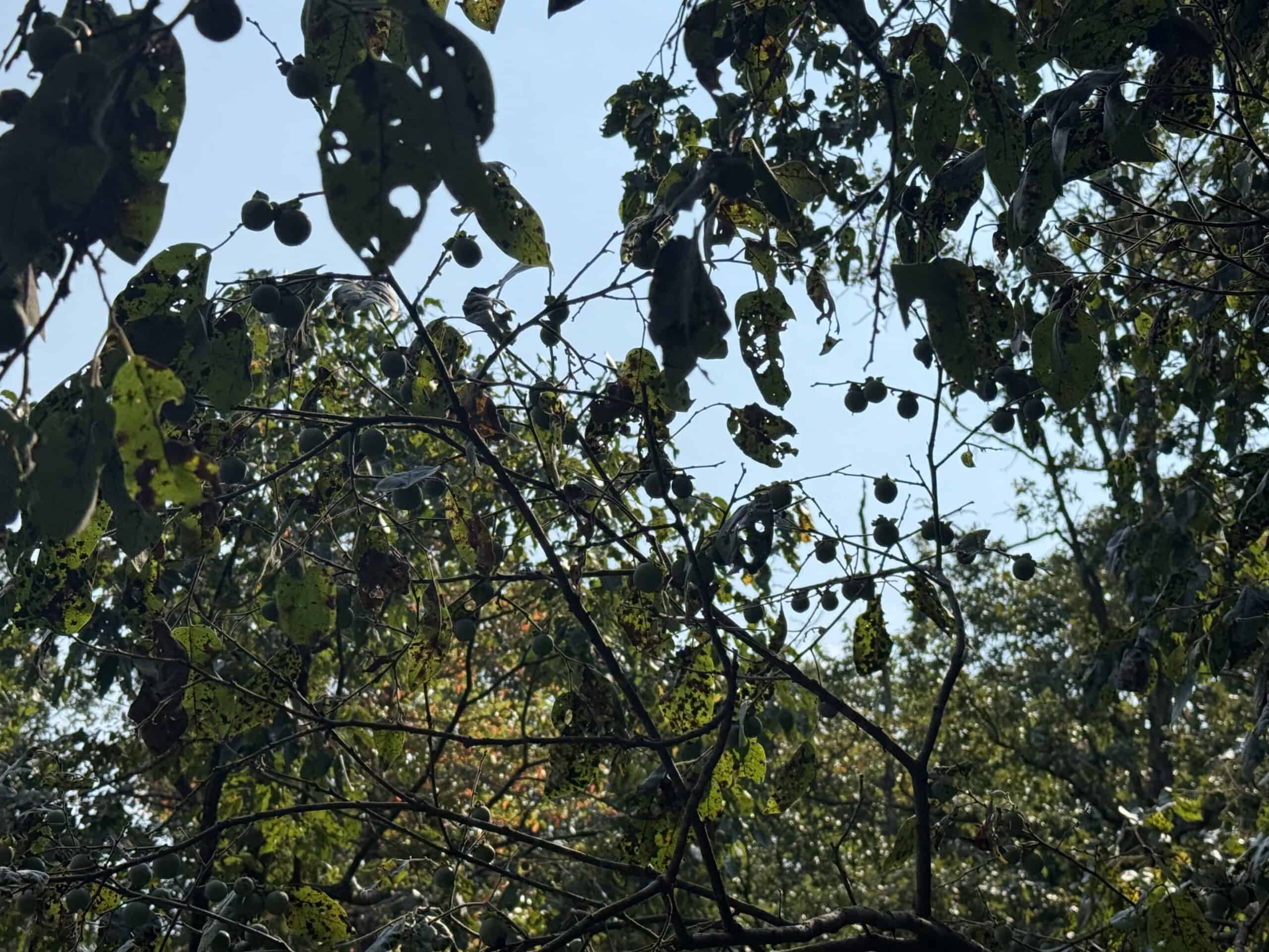 202 Acres of Prime Ozark Hunting Property