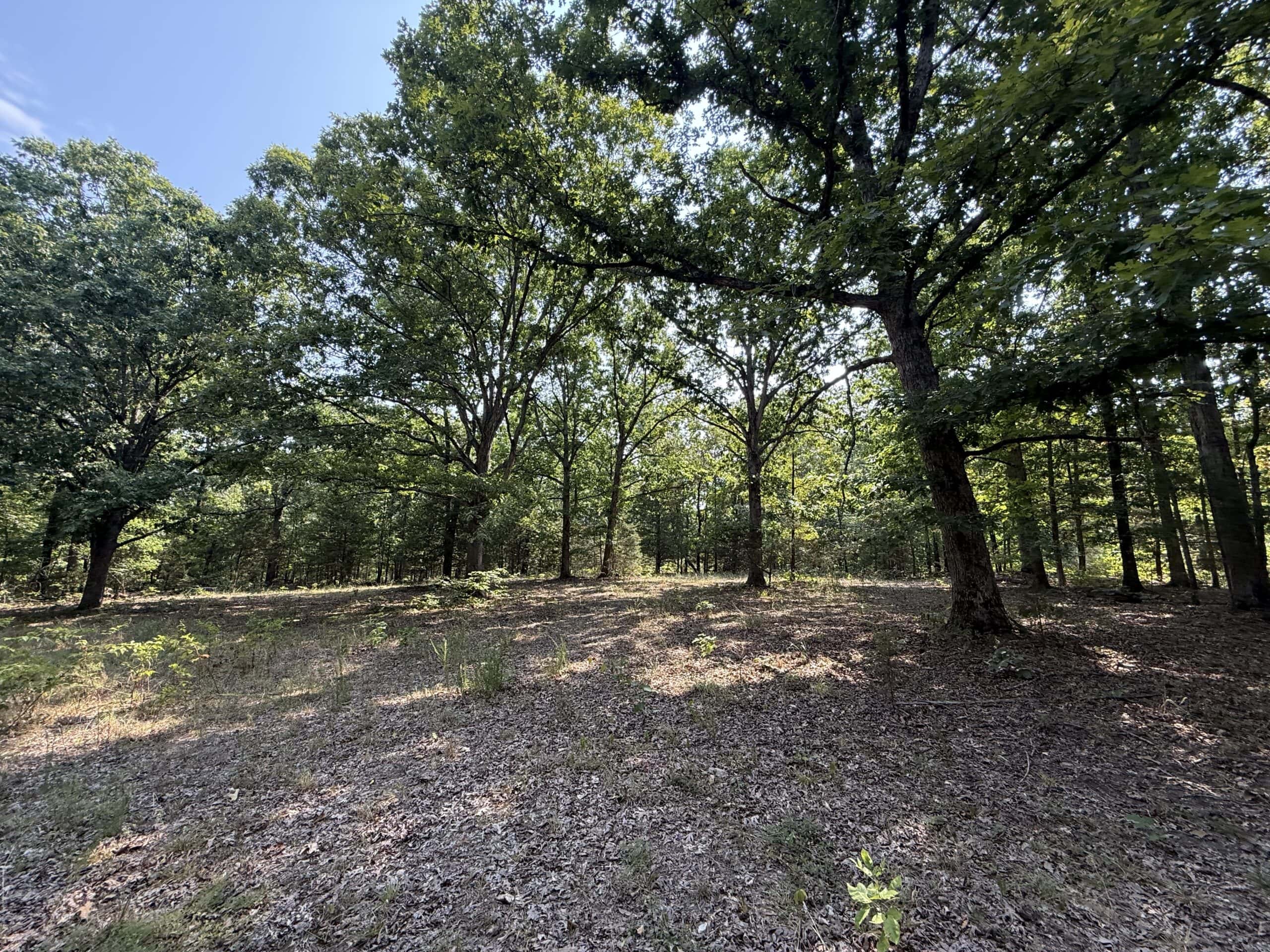 202 Acres of Prime Ozark Hunting Property