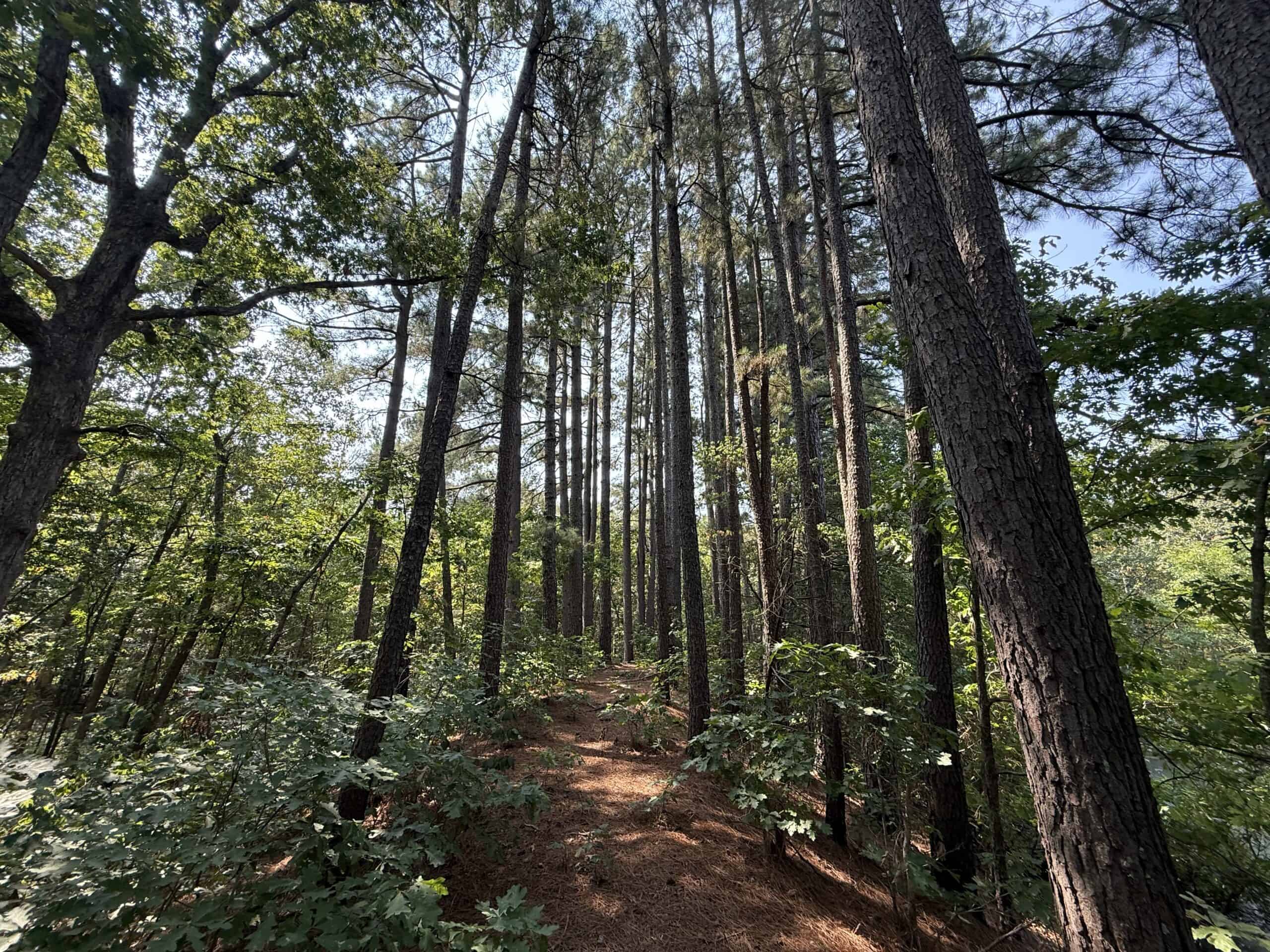 202 Acres of Prime Ozark Hunting Property