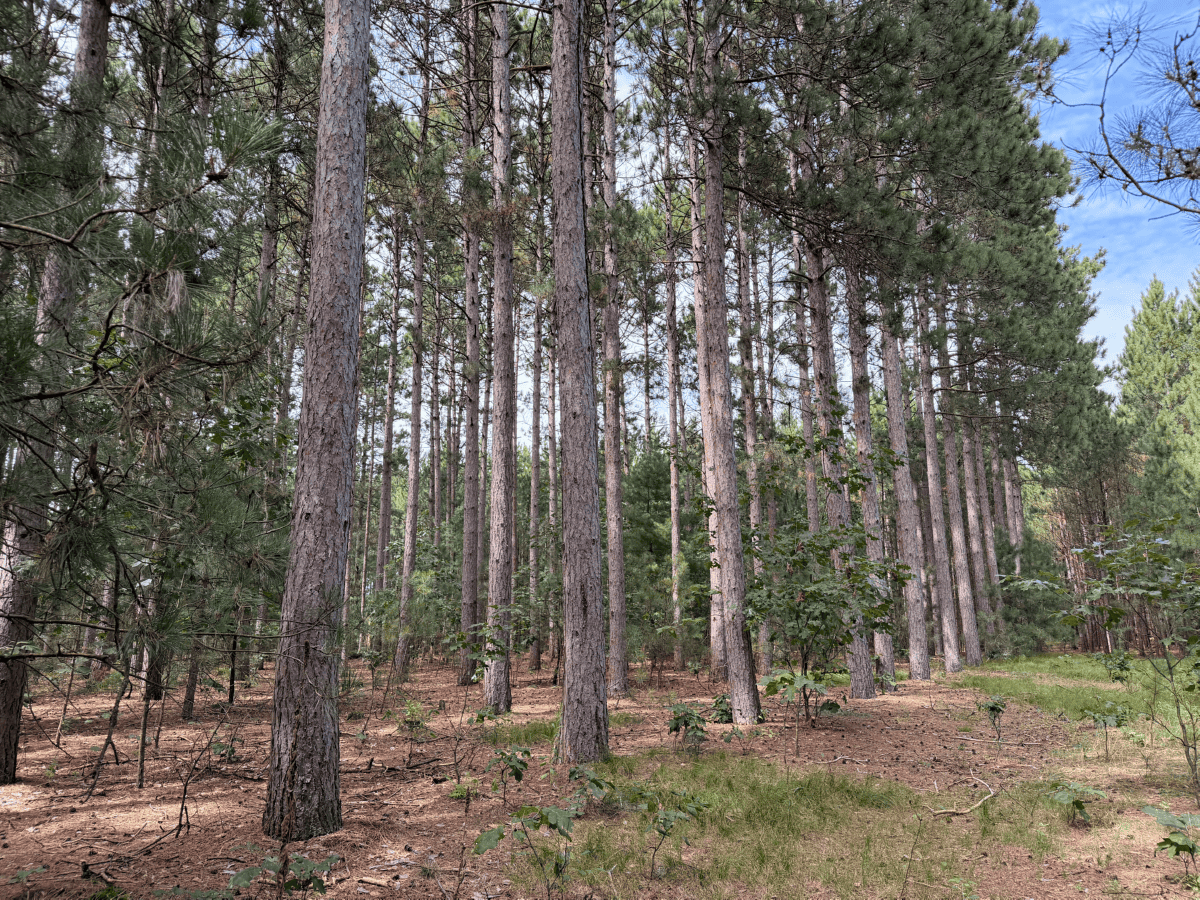 39.70± Acres of Hunting & Recreational Land Near Wisconsin Dells | Adams County, WI