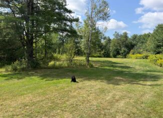 27.4 Surveyed Acres with Brook Frontage – Monroe, Maine