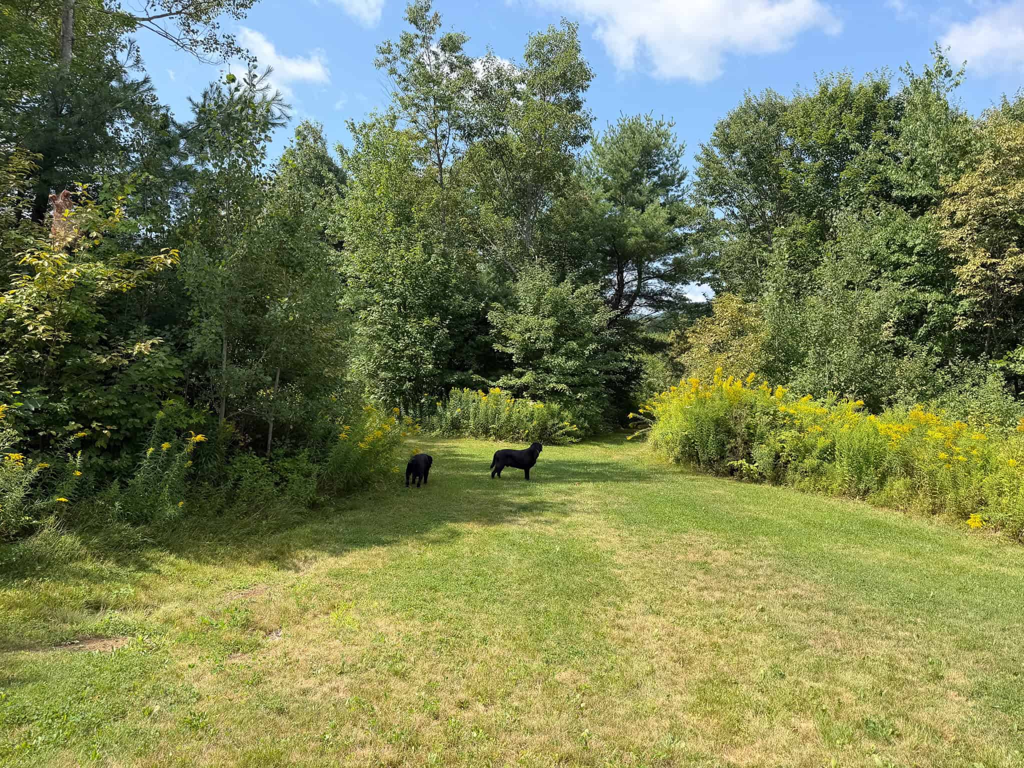 27.4 Surveyed Acres with Brook Frontage – Monroe, Maine