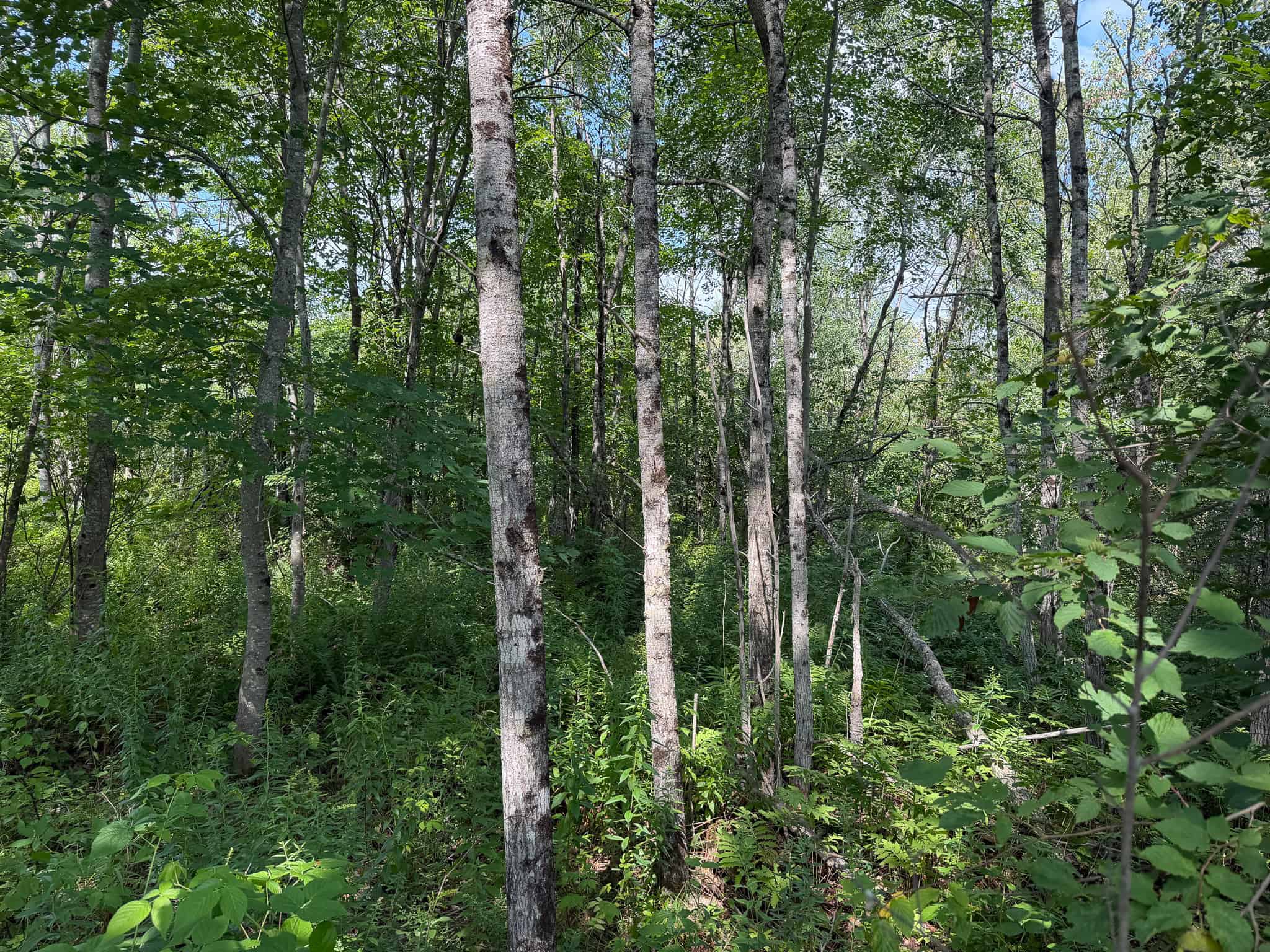 27.4 Surveyed Acres with Brook Frontage – Monroe, Maine