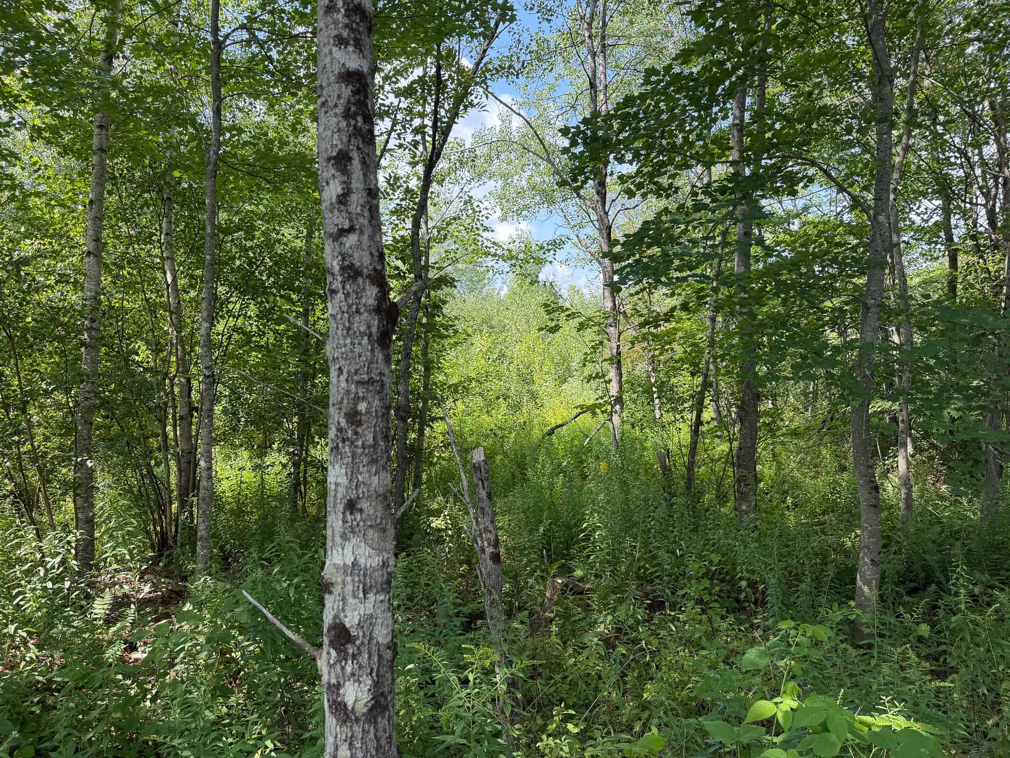 27.4 Surveyed Acres with Brook Frontage – Monroe, Maine