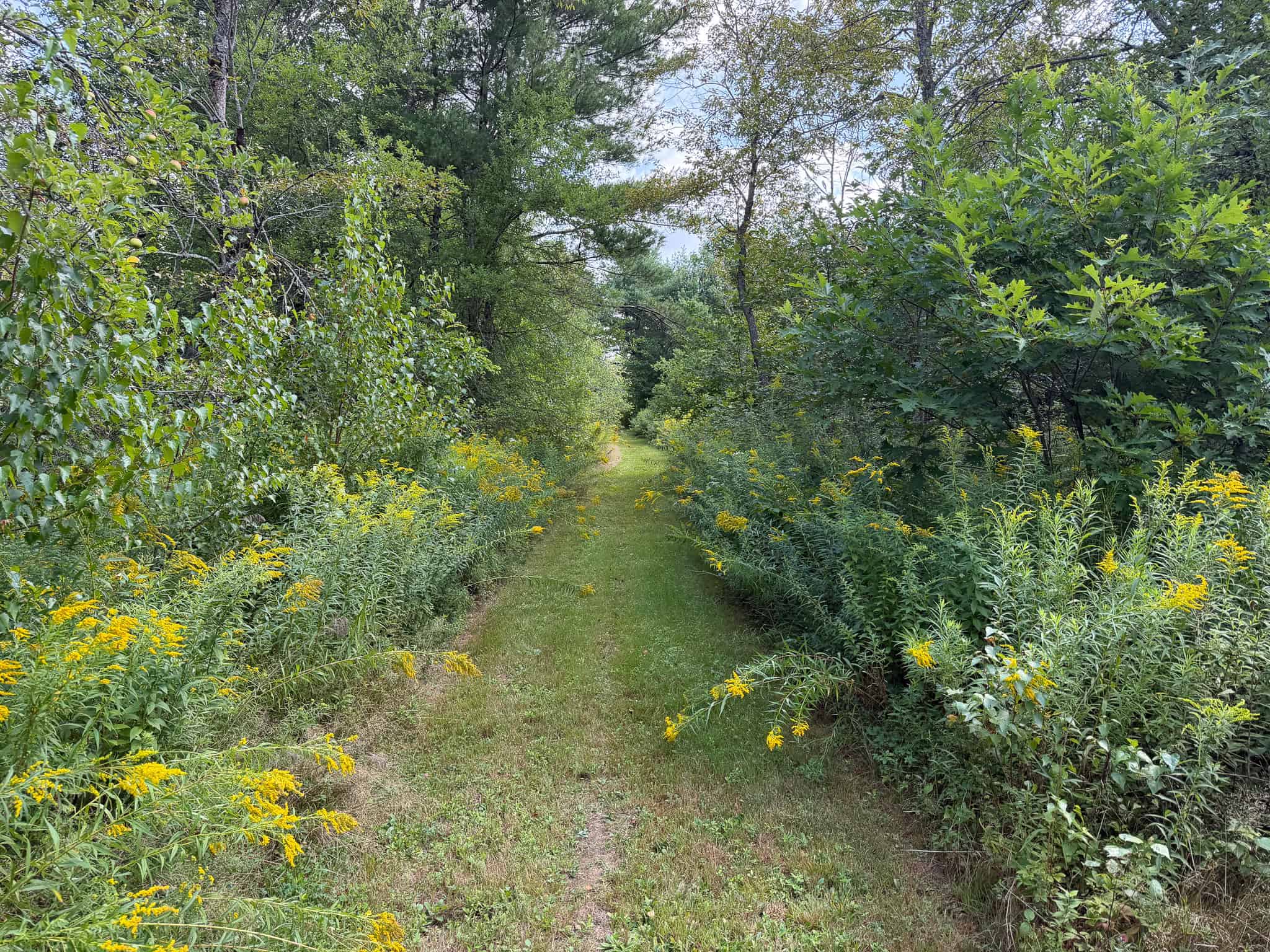 27.4 Surveyed Acres with Brook Frontage – Monroe, Maine