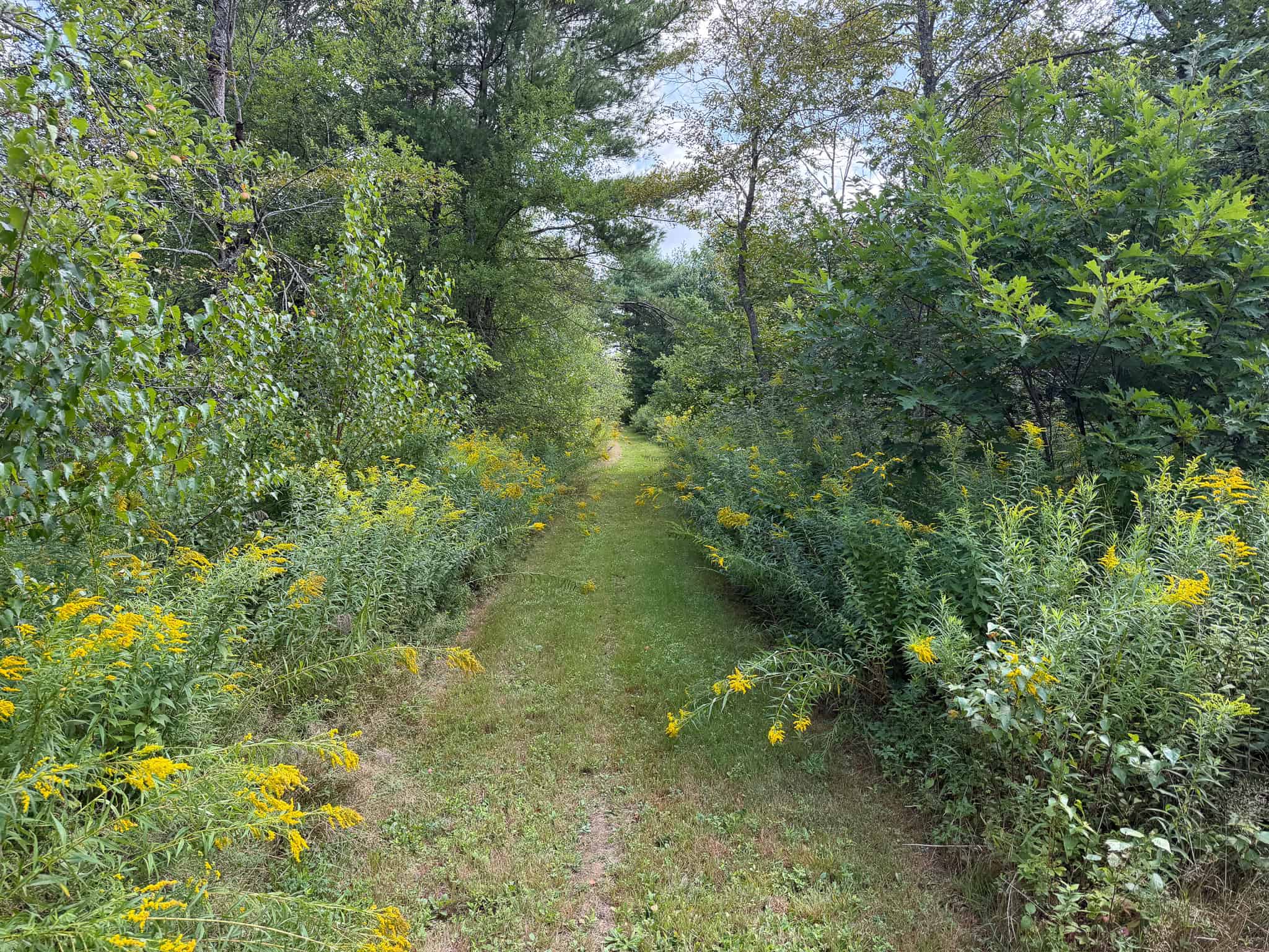 27.4 Surveyed Acres with Brook Frontage – Monroe, Maine