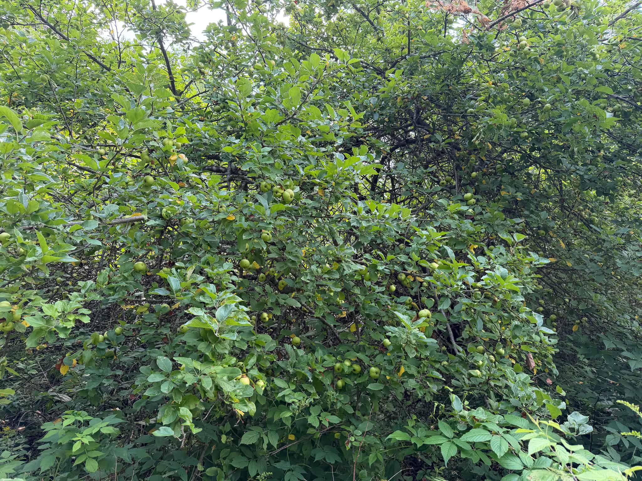 27.4 Surveyed Acres with Brook Frontage – Monroe, Maine
