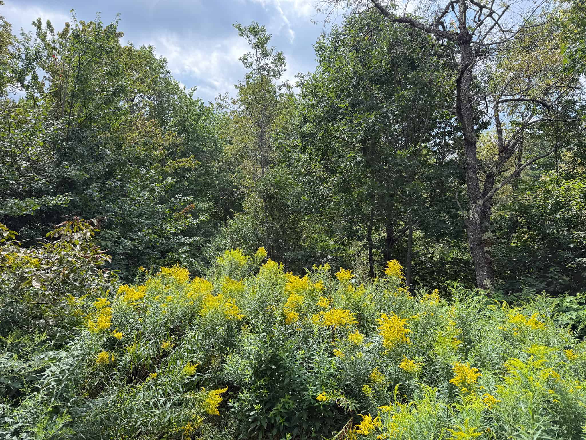 27.4 Surveyed Acres with Brook Frontage – Monroe, Maine