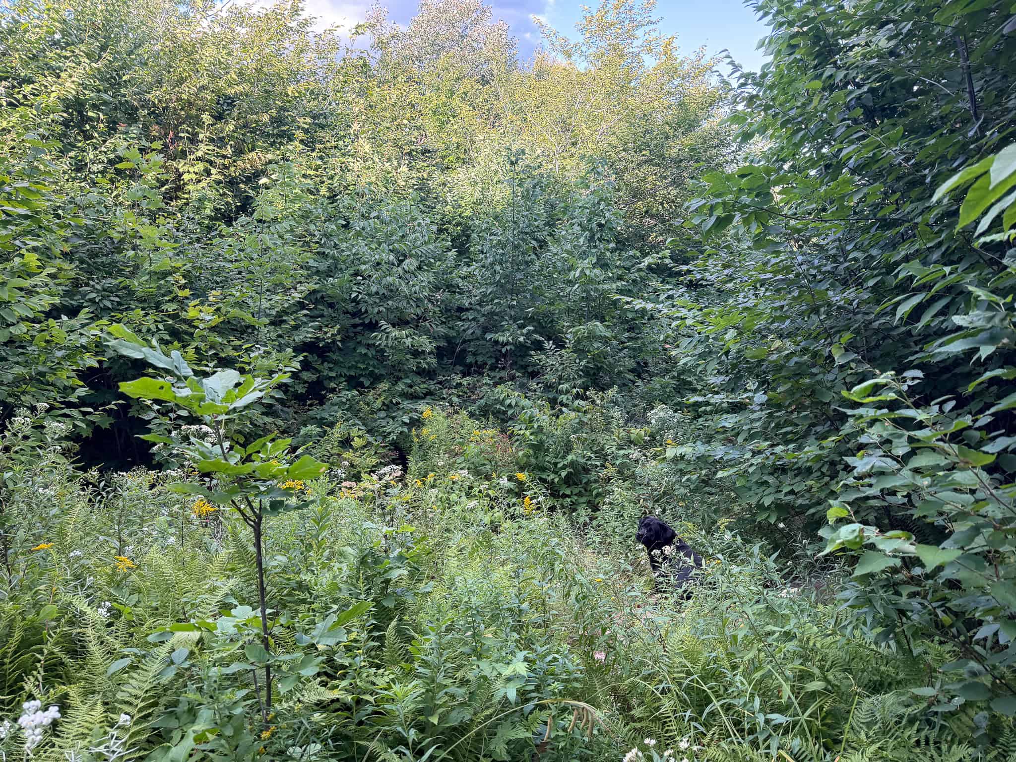 11.48 Acre Parcel with Mountain Views – Temple, Maine