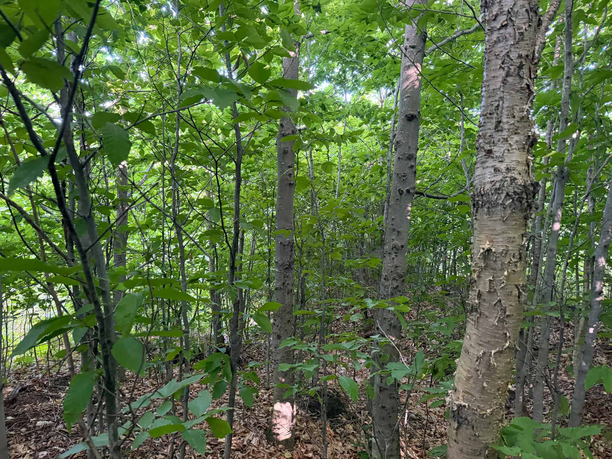 11.48 Acre Parcel with Mountain Views – Temple, Maine