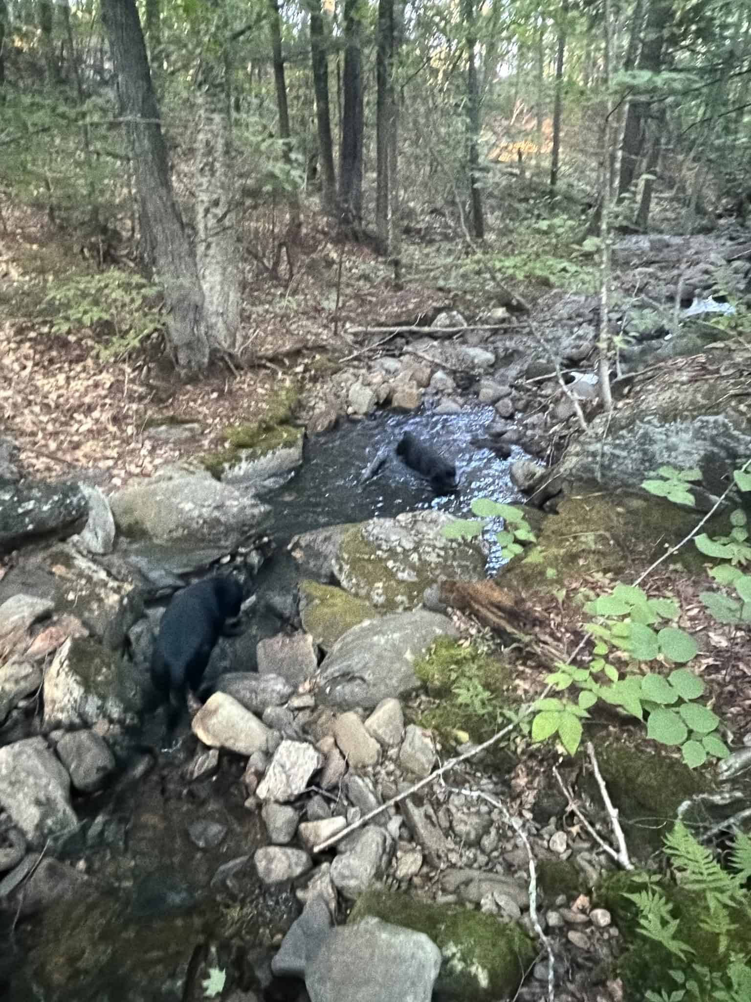 11.48 Acre Parcel with Mountain Views – Temple, Maine