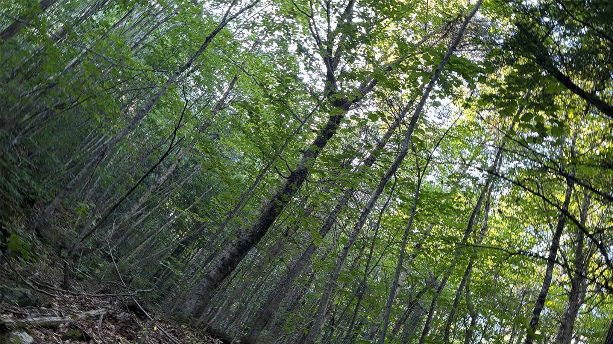11.48 Acre Parcel with Mountain Views – Temple, Maine