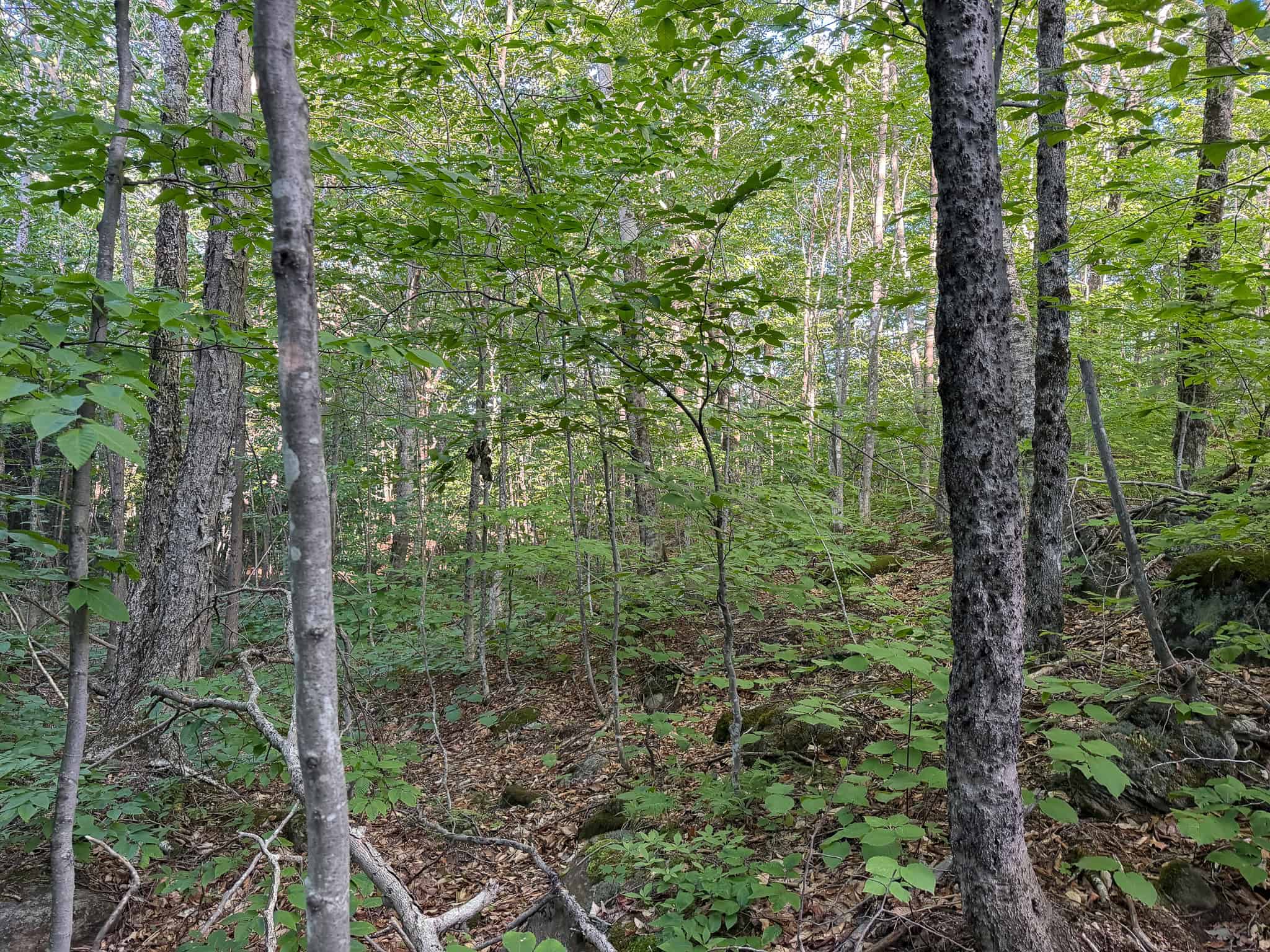 11.48 Acre Parcel with Mountain Views – Temple, Maine