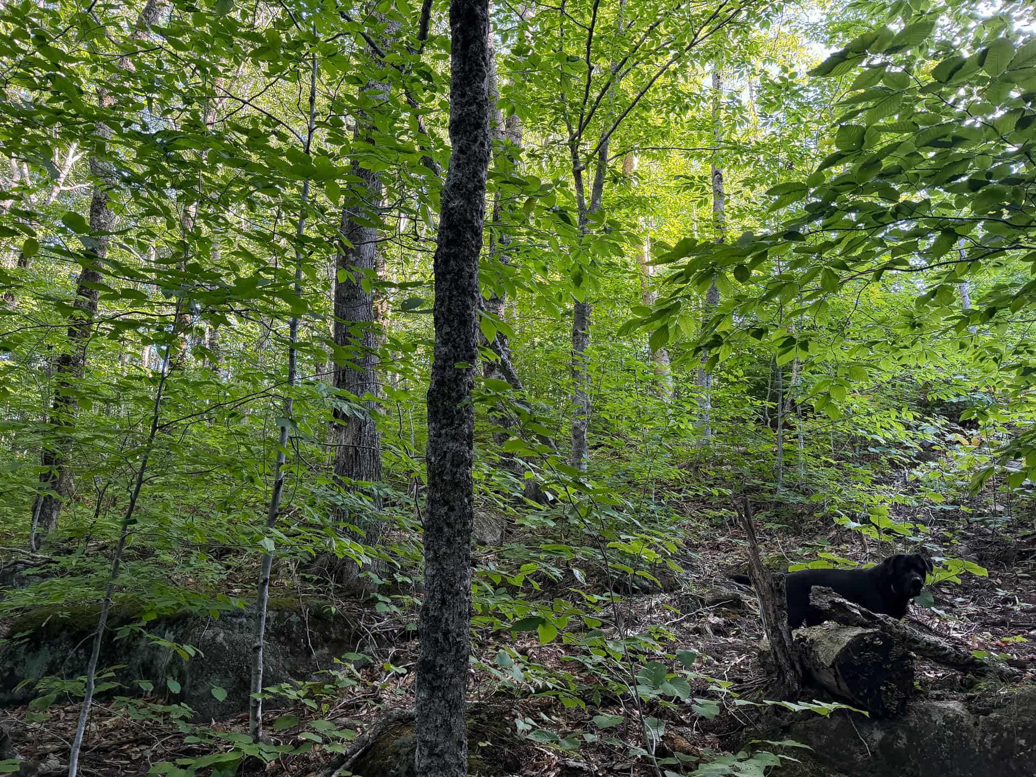 11.48 Acre Parcel with Mountain Views – Temple, Maine