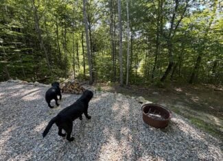 41.96 Acre Recreational Parcel – Dixfield, Maine