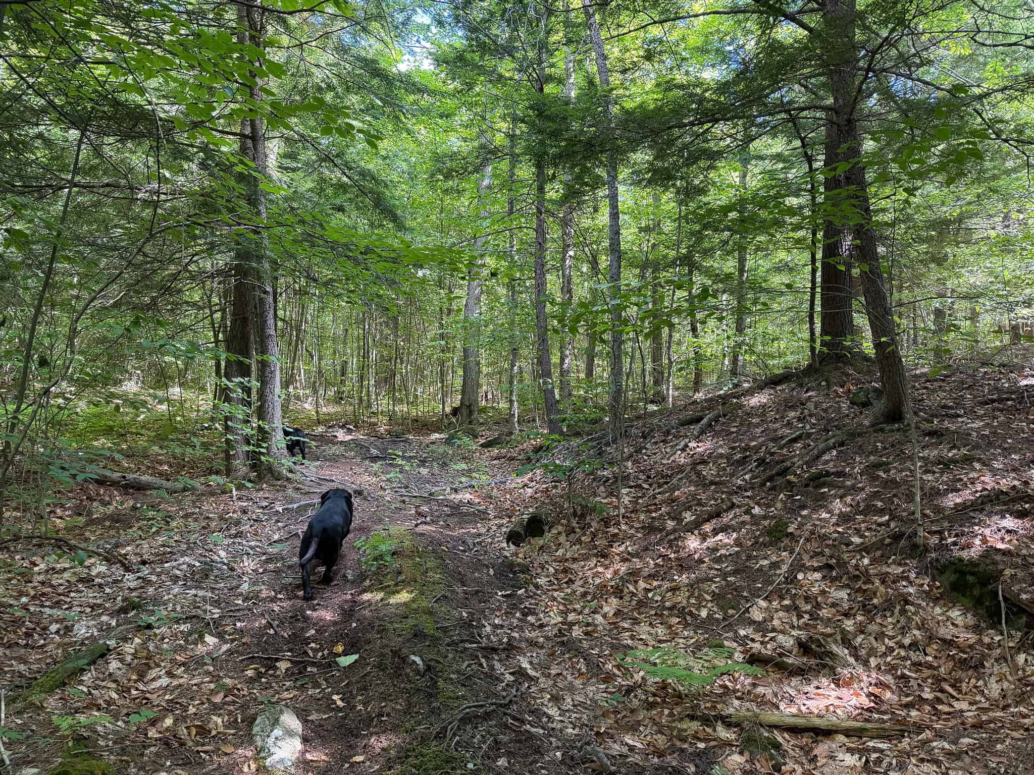 41.96 Acre Recreational Parcel – Dixfield, Maine
