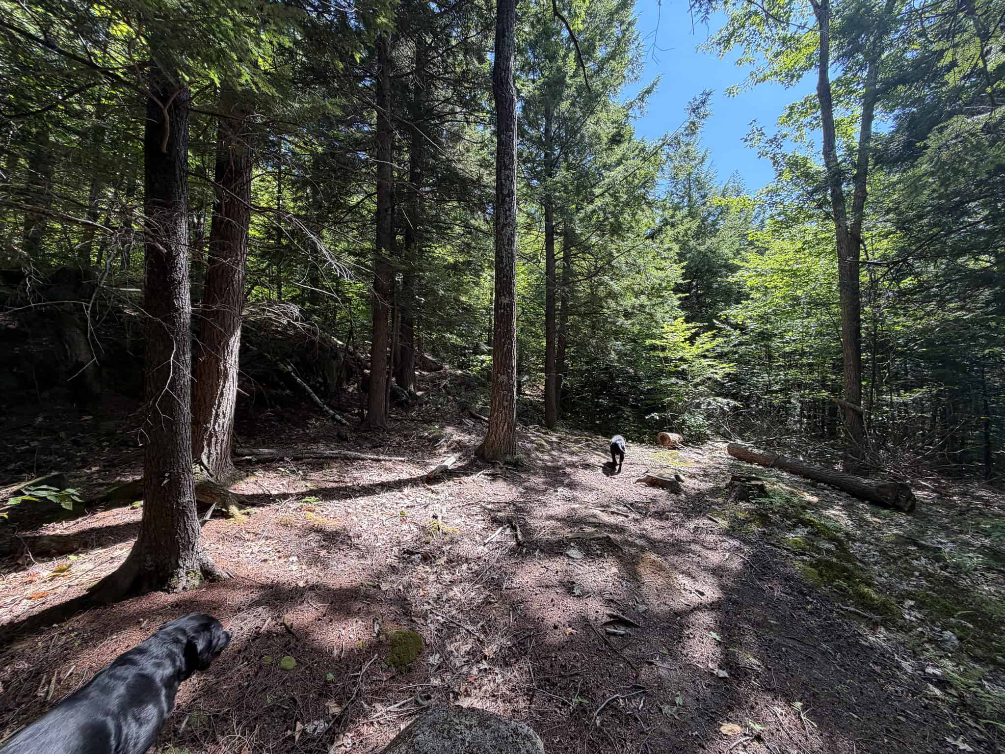 41.96 Acre Recreational Parcel – Dixfield, Maine