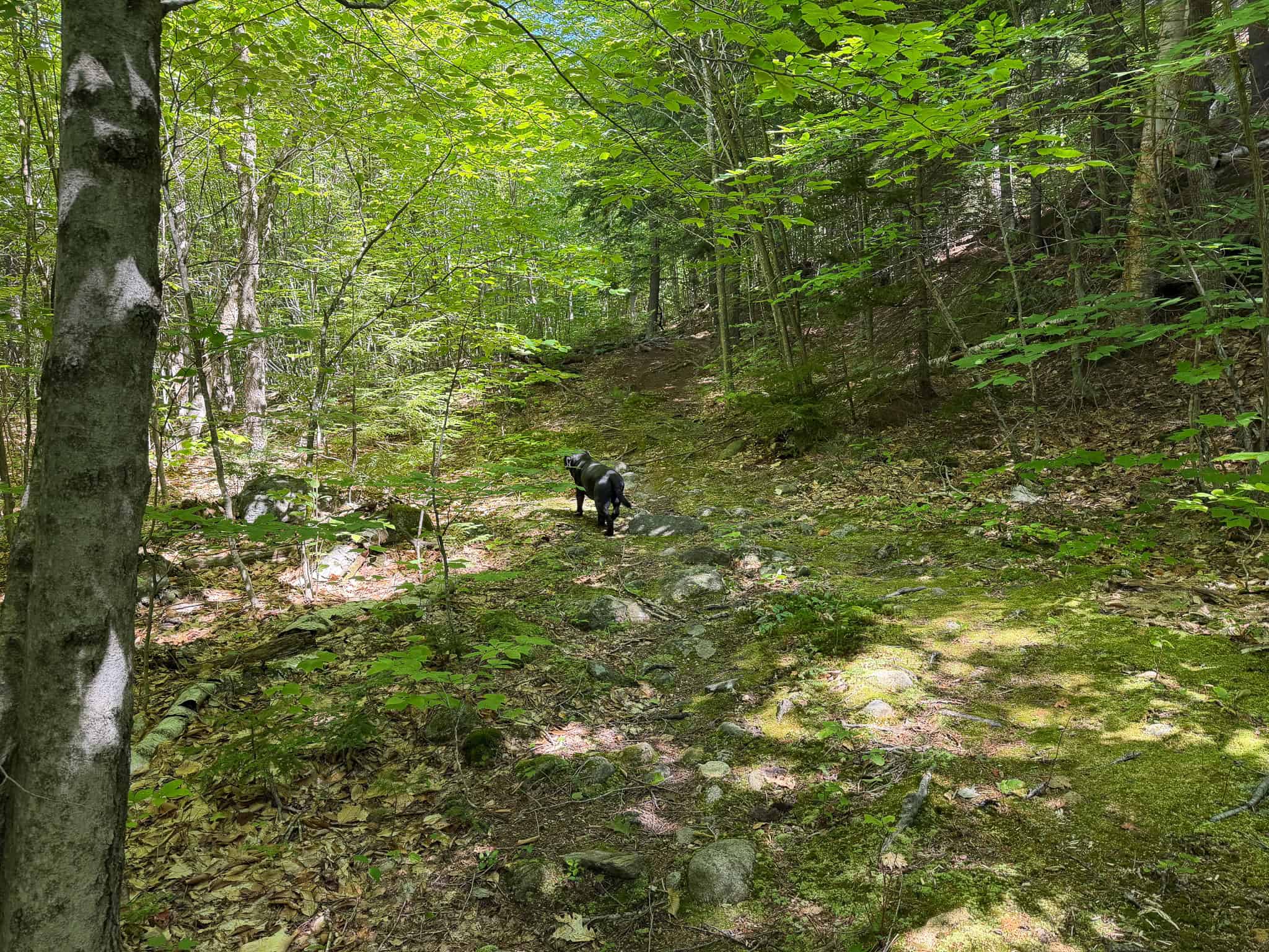 41.96 Acre Recreational Parcel – Dixfield, Maine