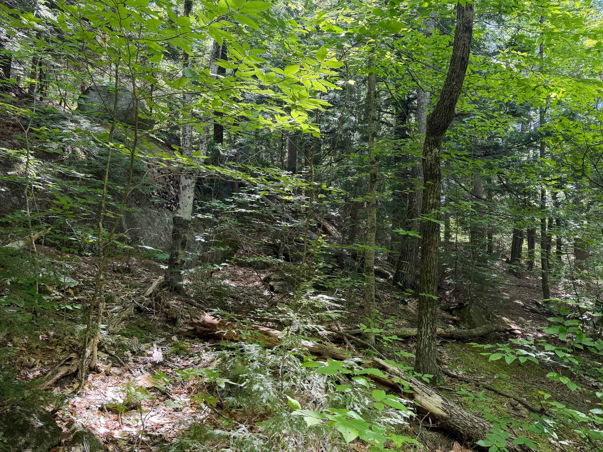 41.96 Acre Recreational Parcel – Dixfield, Maine