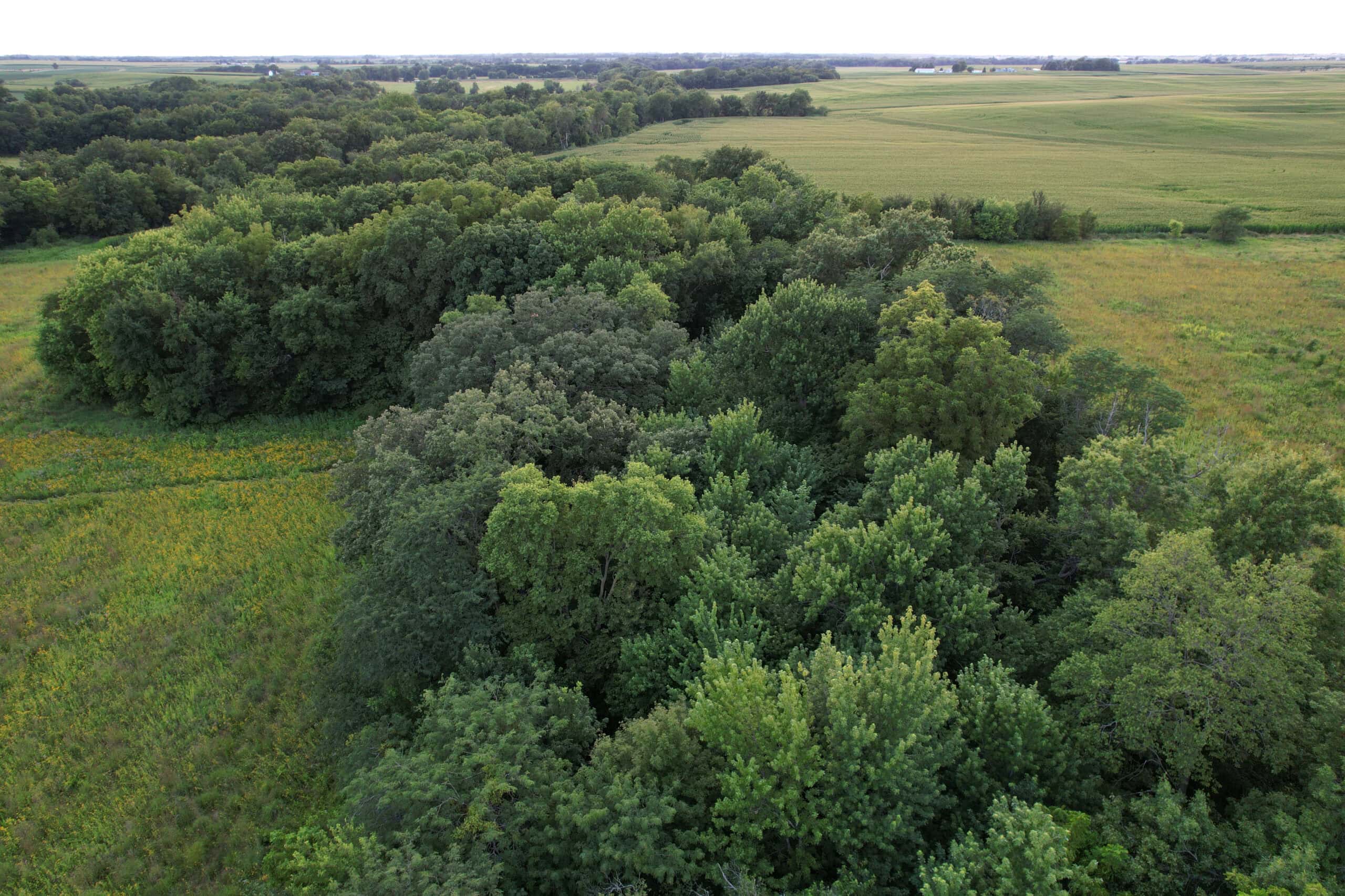 Wapello County 73.12+/- Acres