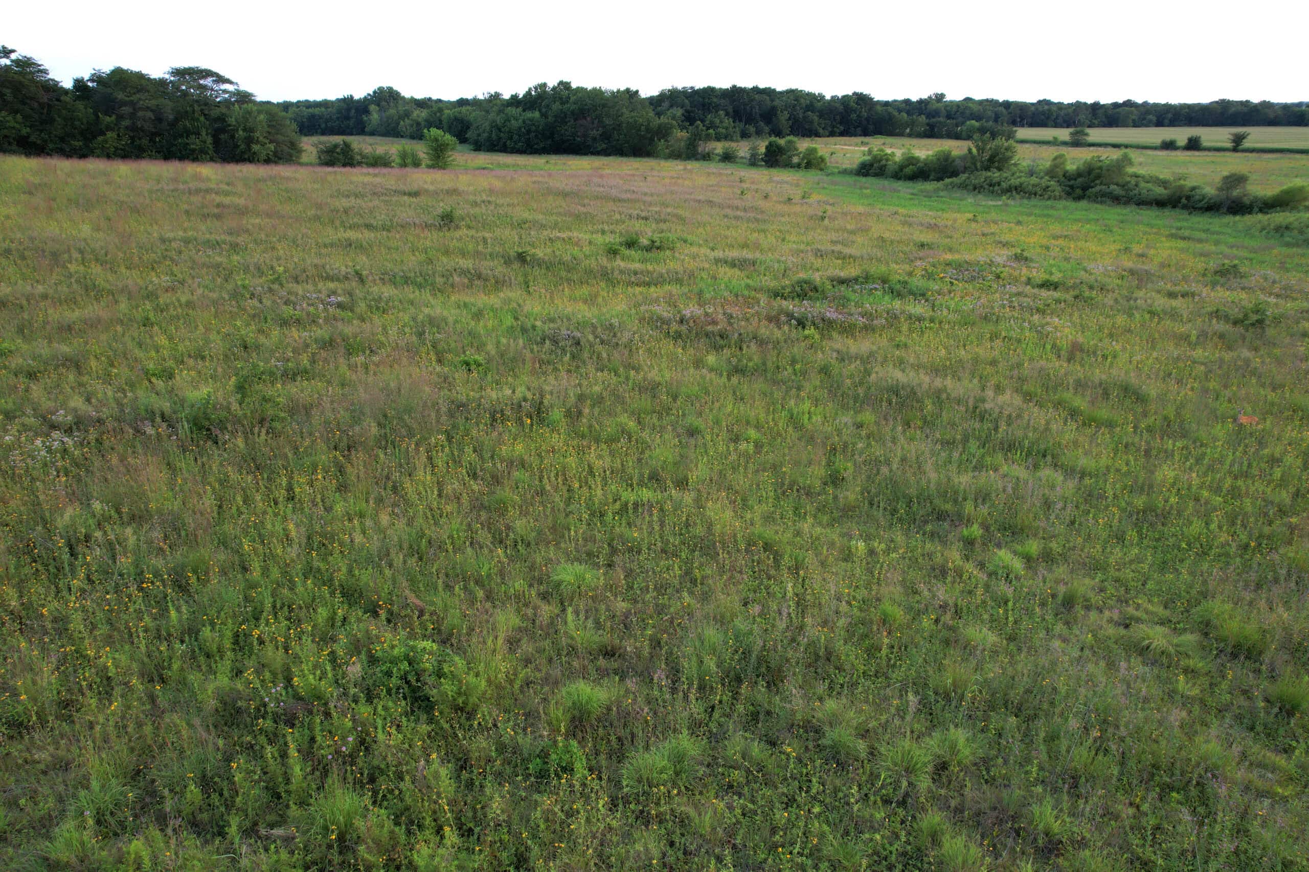 Wapello County 73.12+/- Acres