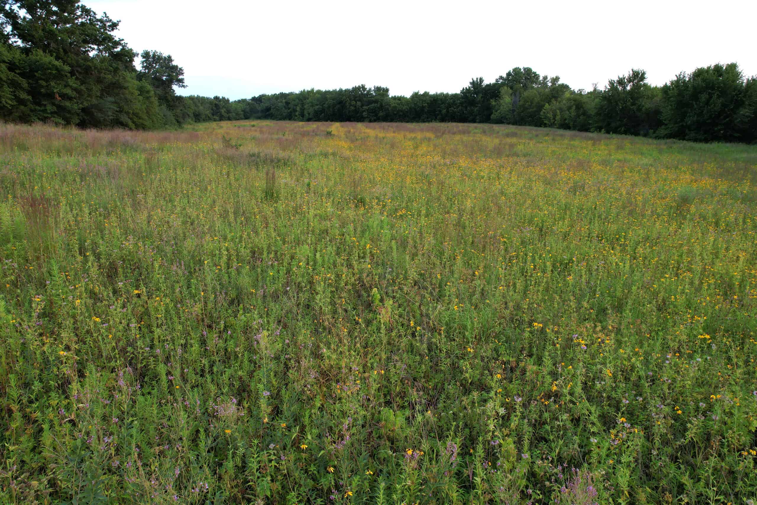 Wapello County 73.12+/- Acres