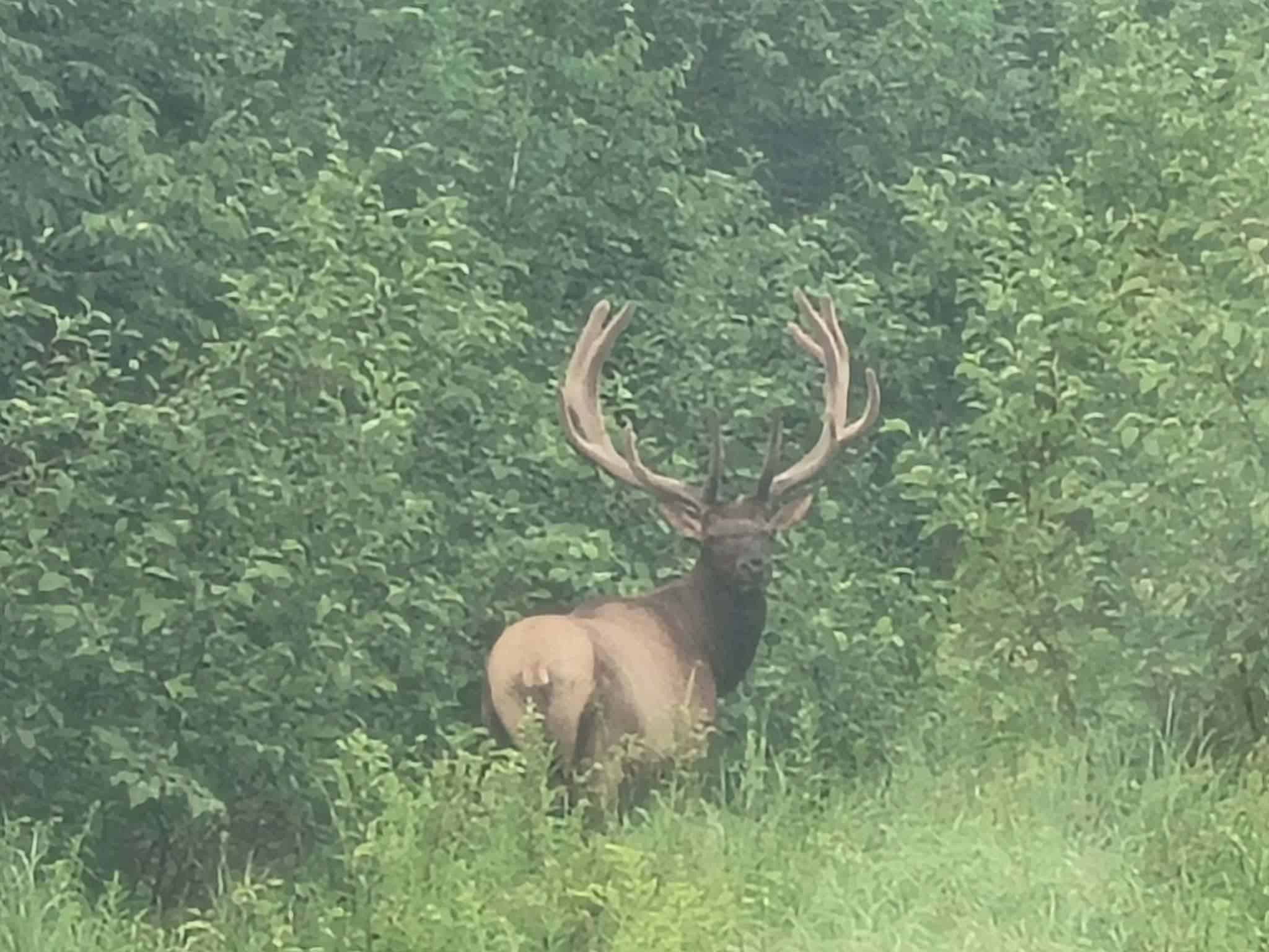 55 Acres With HWY Frontage & Whitetail Hunting Near Park Falls WI