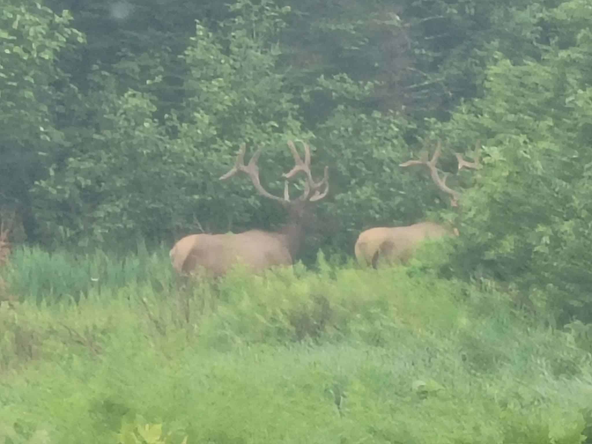 74.4 ± Acres of Hardwood Timber & Hunting Land in Glidden, WI