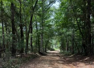 30 Acres of Mature Timber for Sale in Pike County, MS