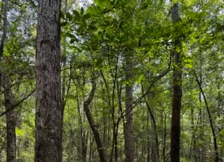 30 Acres of Mature Timber for Sale in Pike County, MS