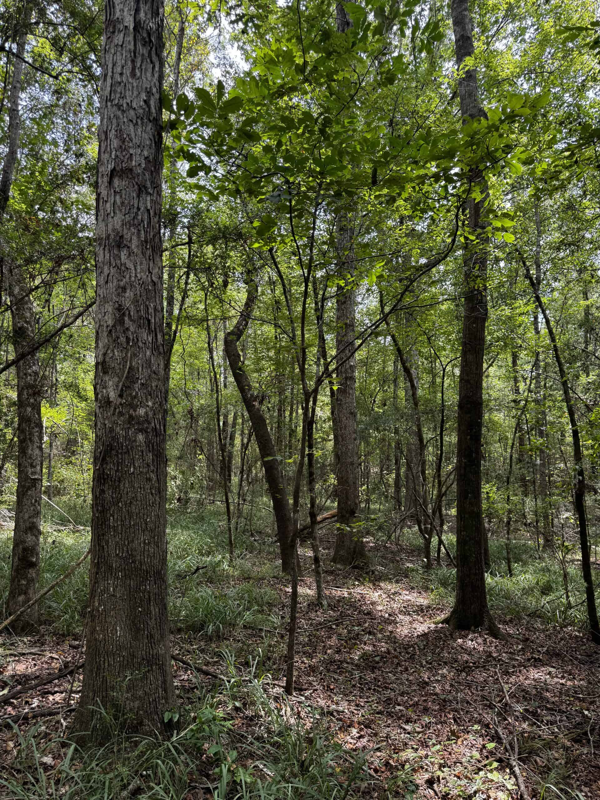 30 Acres of Mature Timber for Sale in Pike County, MS