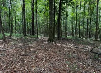 30 Acres of Mature Timber for Sale in Pike County, MS