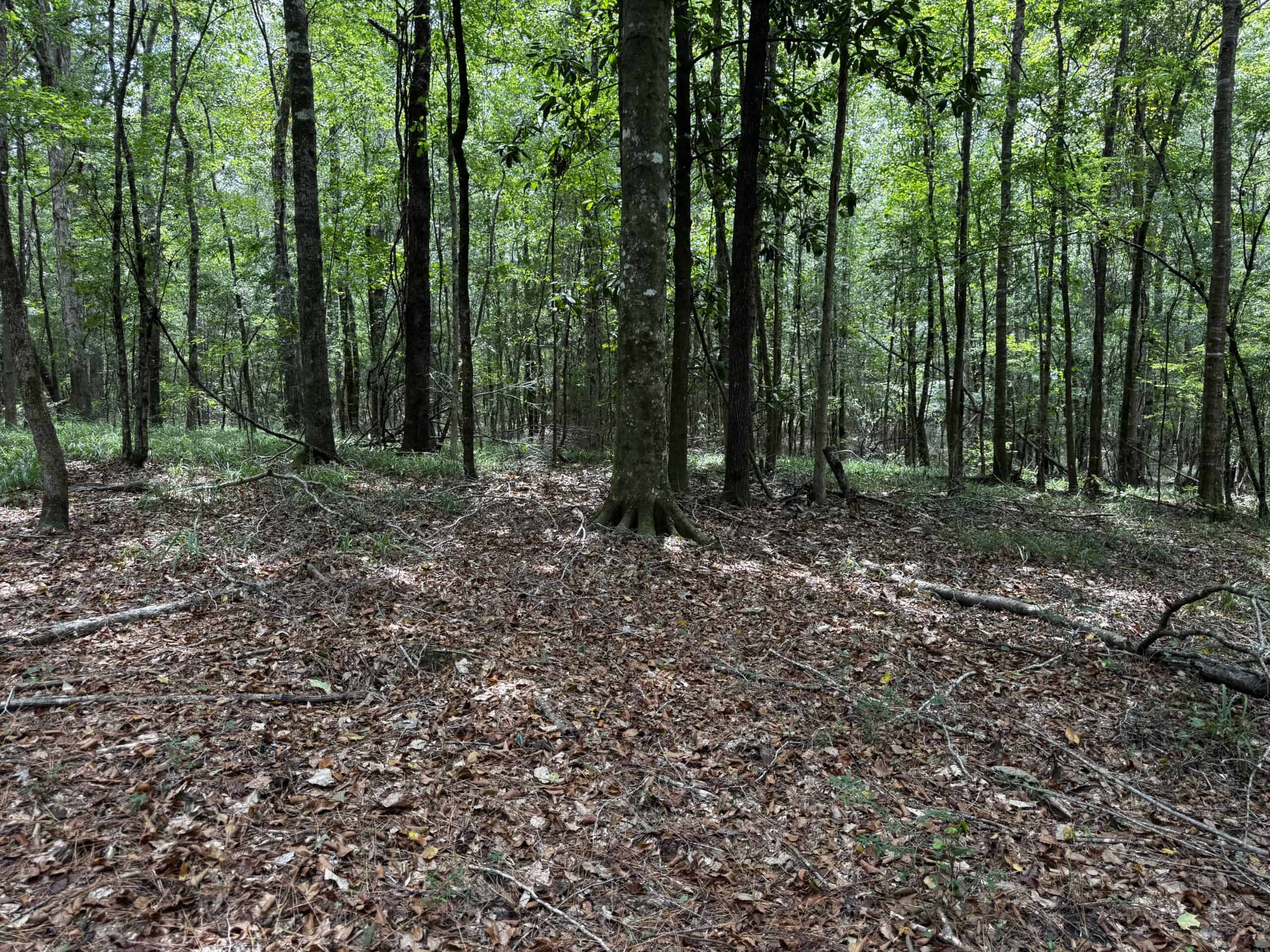 30 Acres of Mature Timber for Sale in Pike County, MS