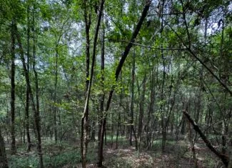 30 Acres of Mature Timber for Sale in Pike County, MS