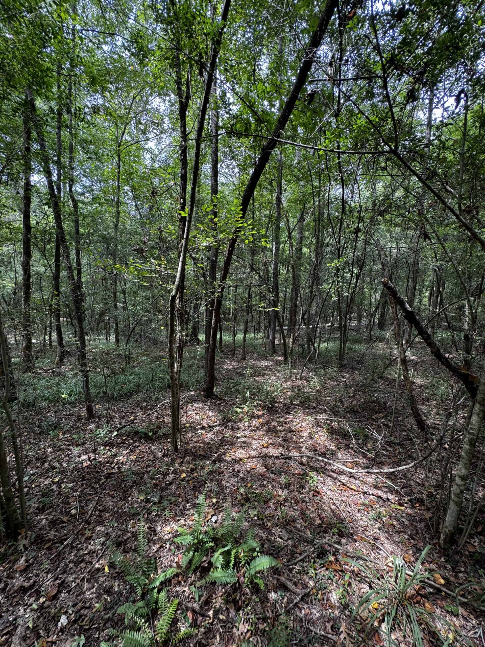 30 Acres of Mature Timber for Sale in Pike County, MS