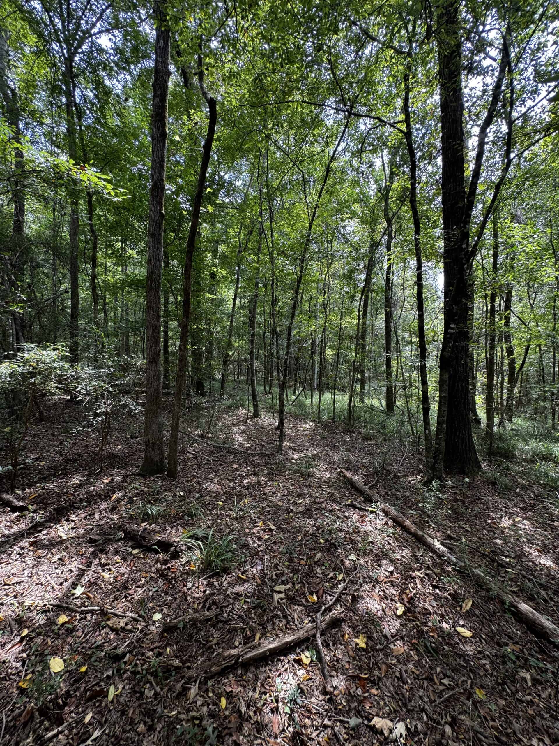 30 Acres of Mature Timber for Sale in Pike County, MS