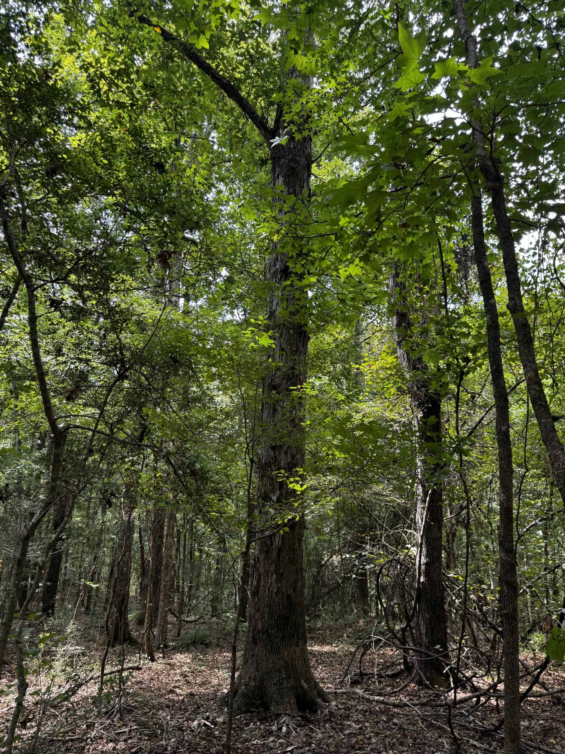 30 Acres of Mature Timber for Sale in Pike County, MS