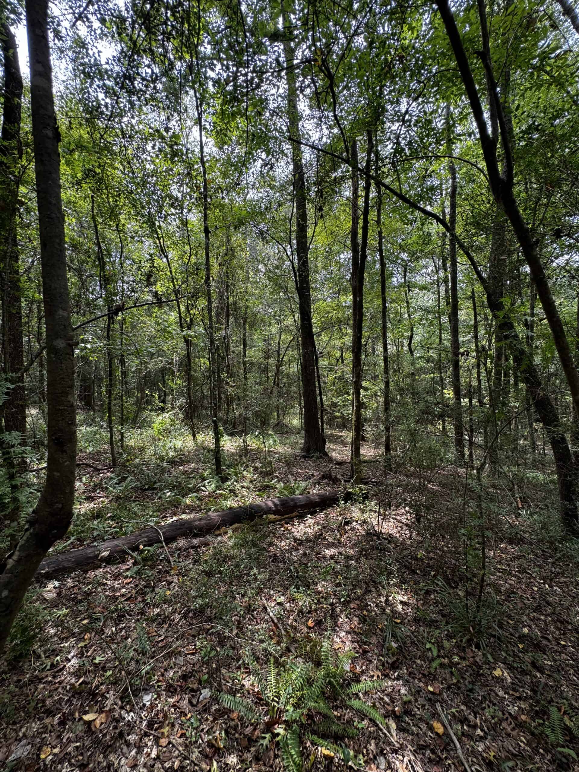 30 Acres of Mature Timber for Sale in Pike County, MS